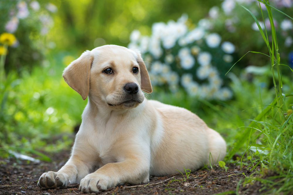 Portal Vendocão Labrador Retriever Jundiai