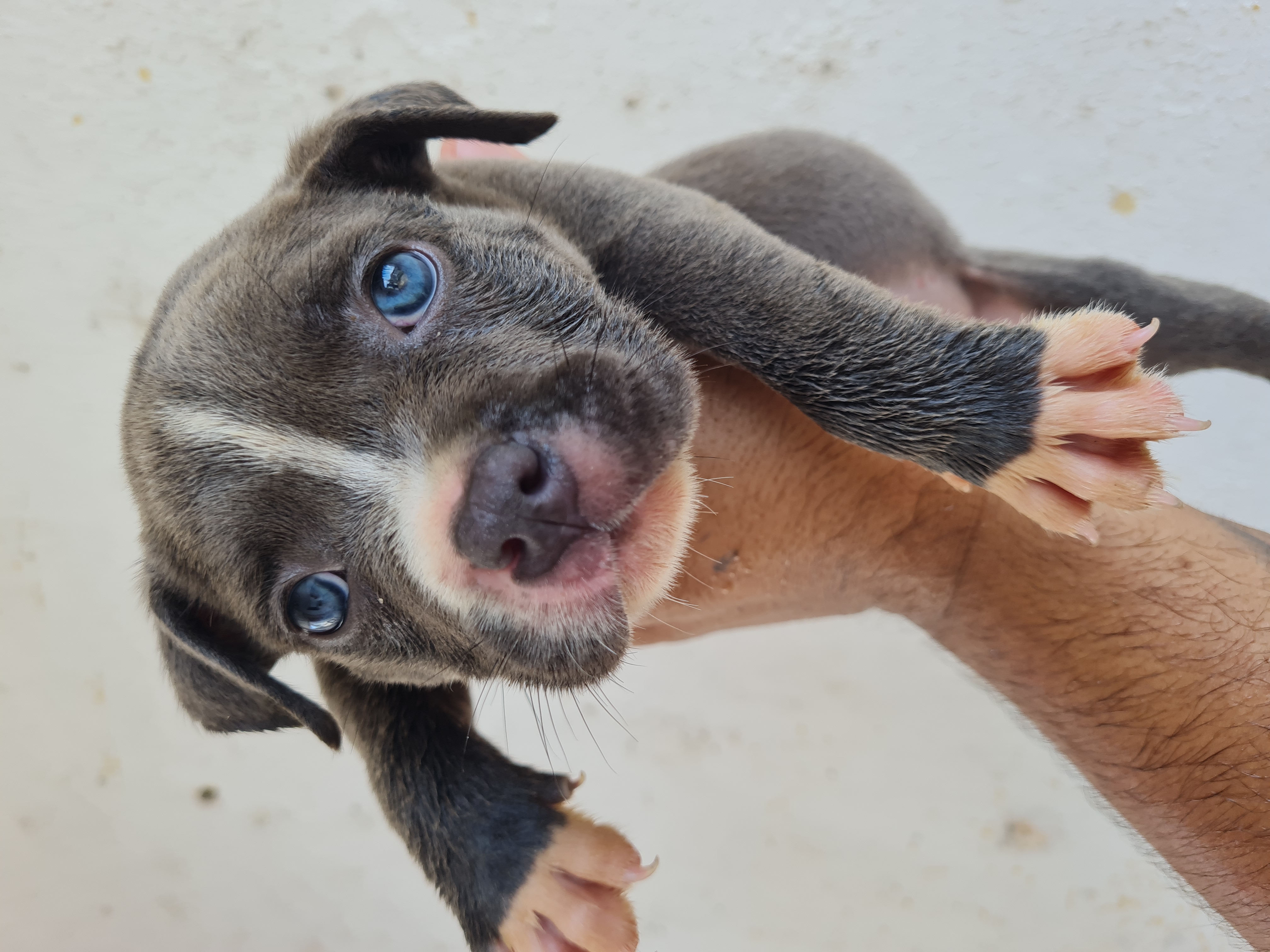 Portal Vendocão Filhotes de american Bully pockts  Mongaguá 