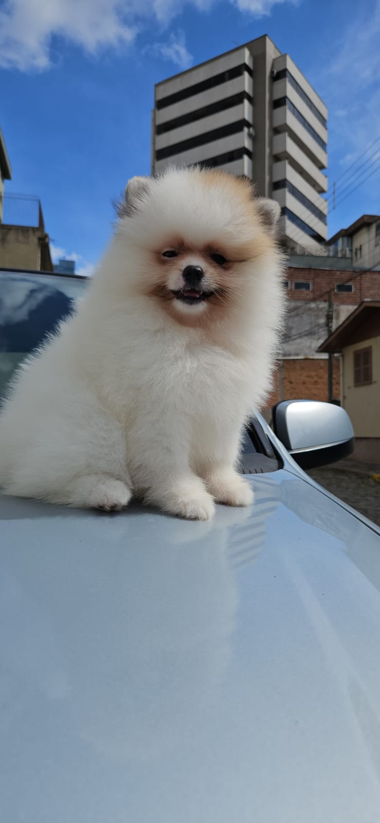 Portal Vendocão Spitz alemão Fêmea!  Caxias do Sul