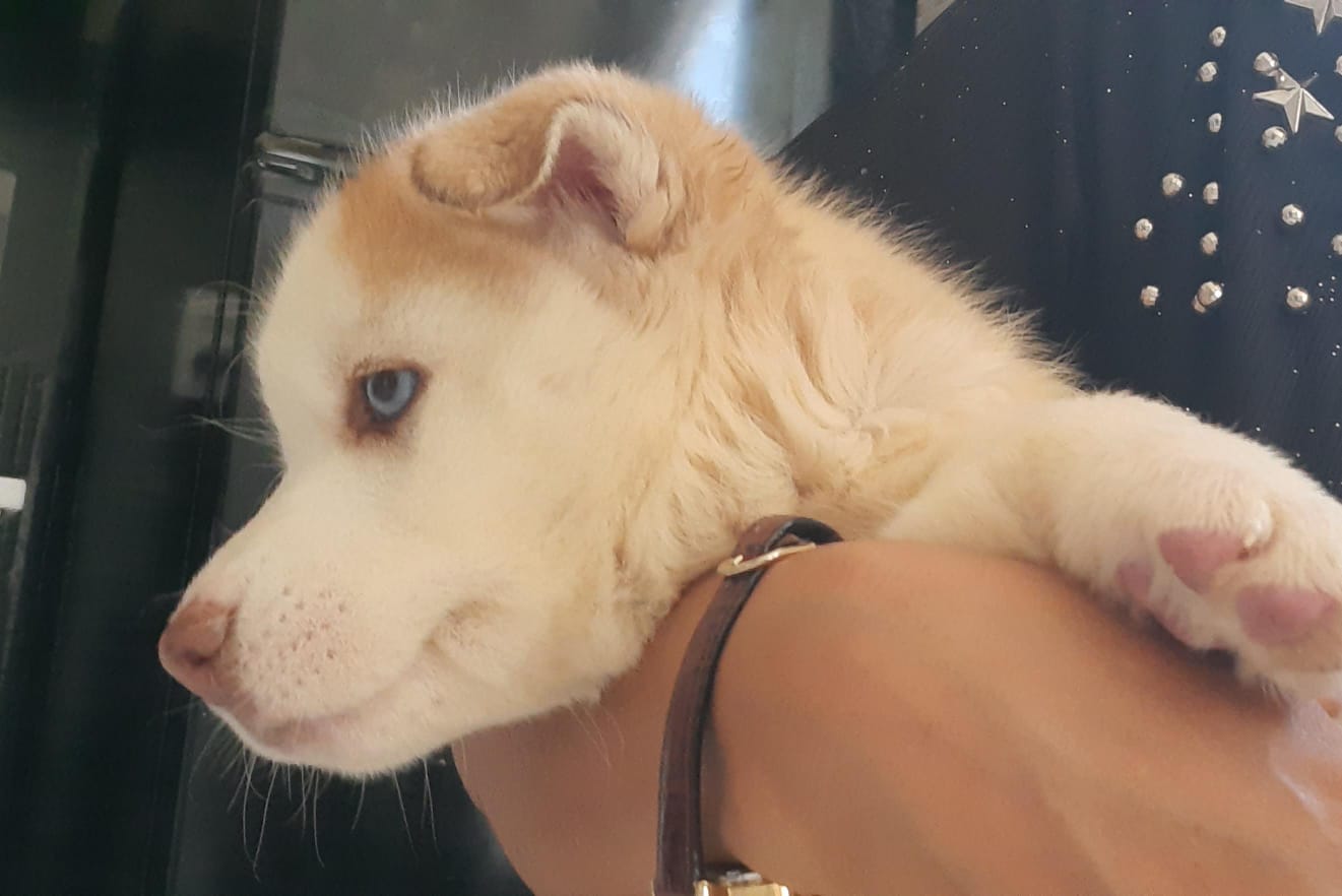 Husky Siberiano - Foto 2
