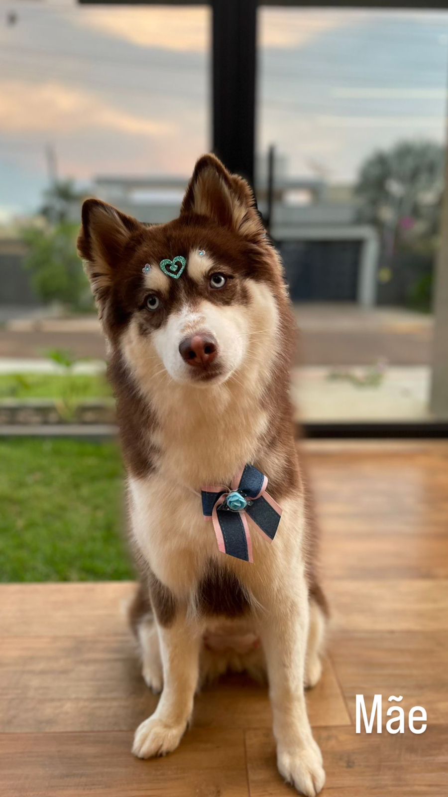 Portal Vendocão 🐾 Filhotes de Husky Siberiano – Machos 🐾 Dourados