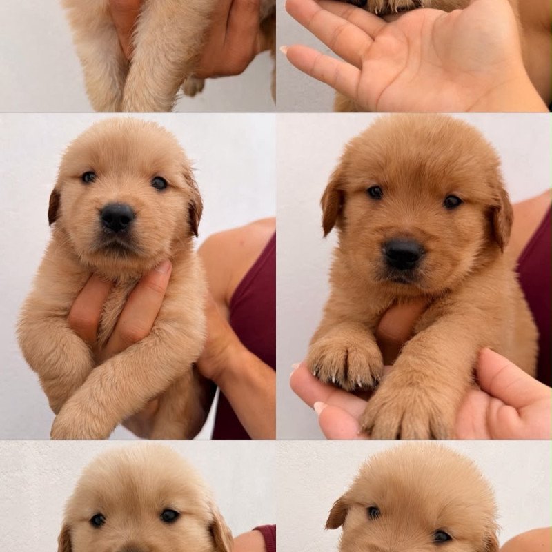 Filhotes de gold Retriever - Foto 4