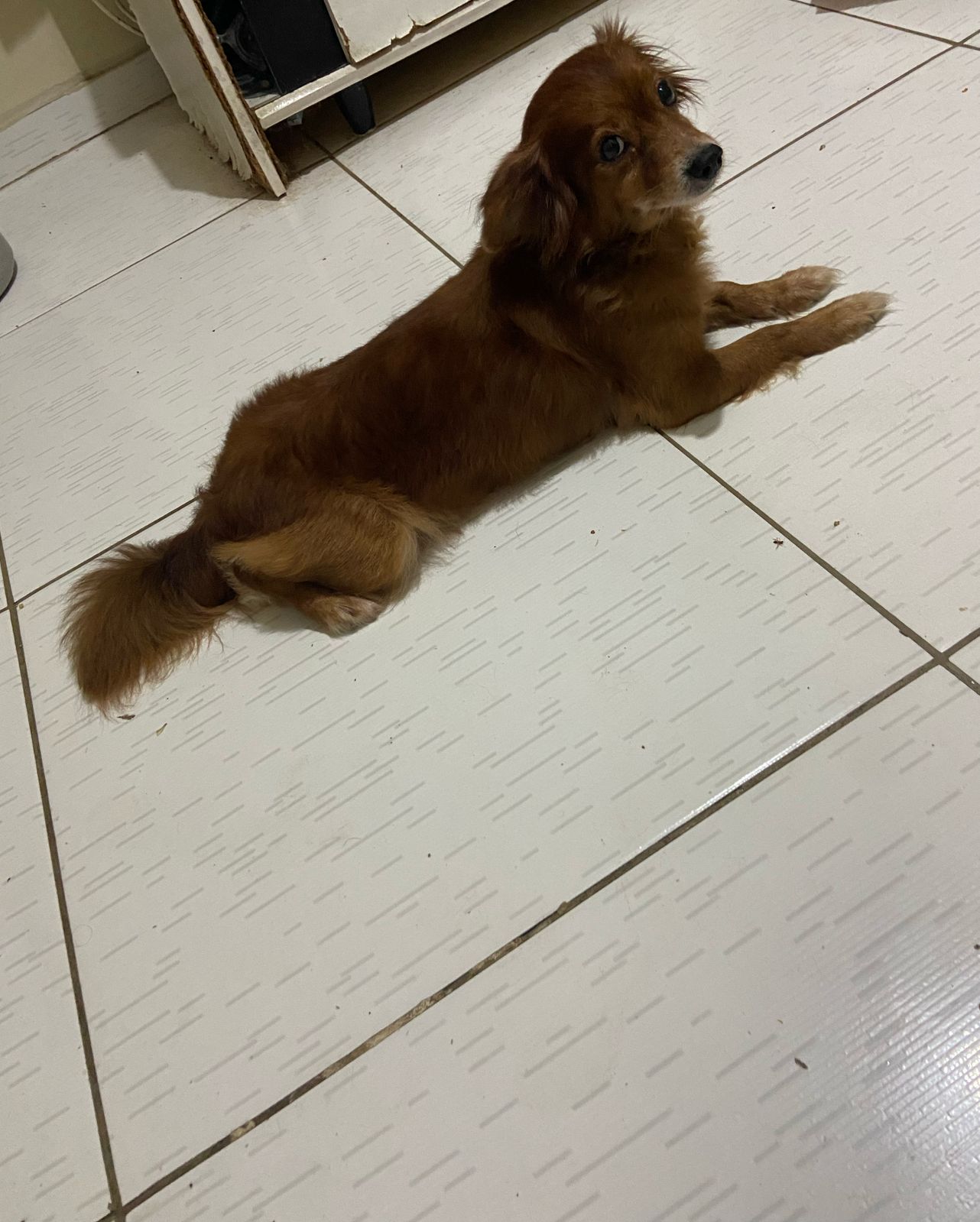 Portal Vendocão Cãozinhos  Salvador
