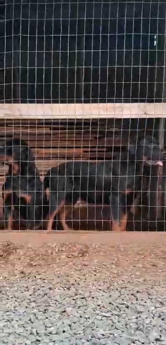 Portal Vendocão Casal Rottweiler São leopoldo 