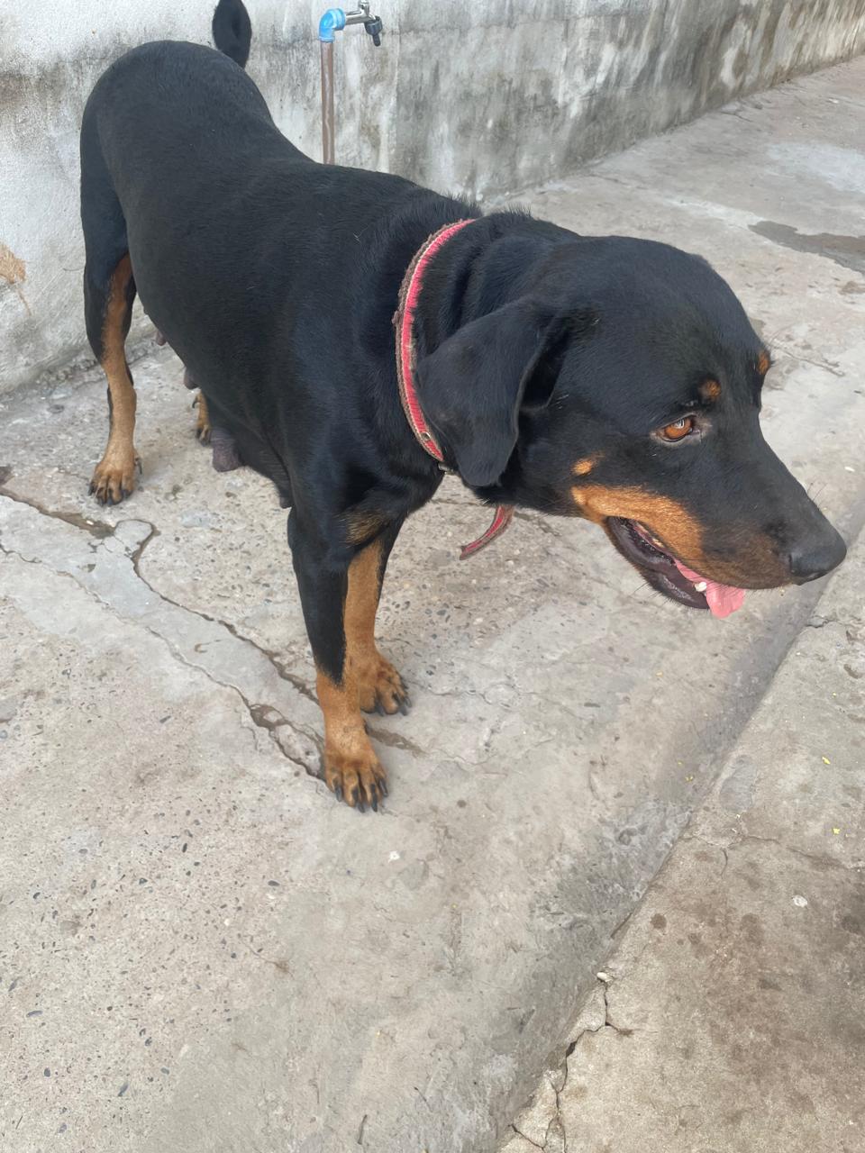 Portal Vendocão Filhotes de Rottweiler Disponíveis  TERESINA