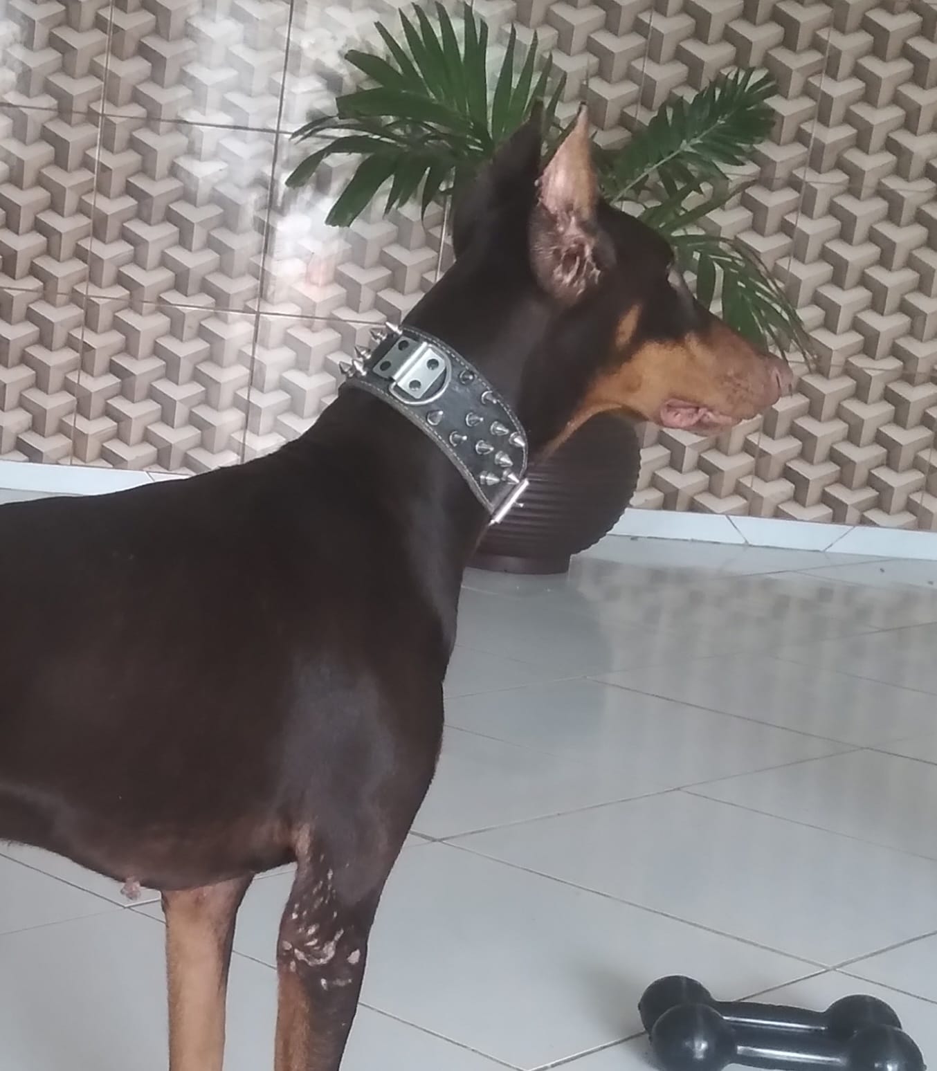Portal Vendocão Doberman Salvador