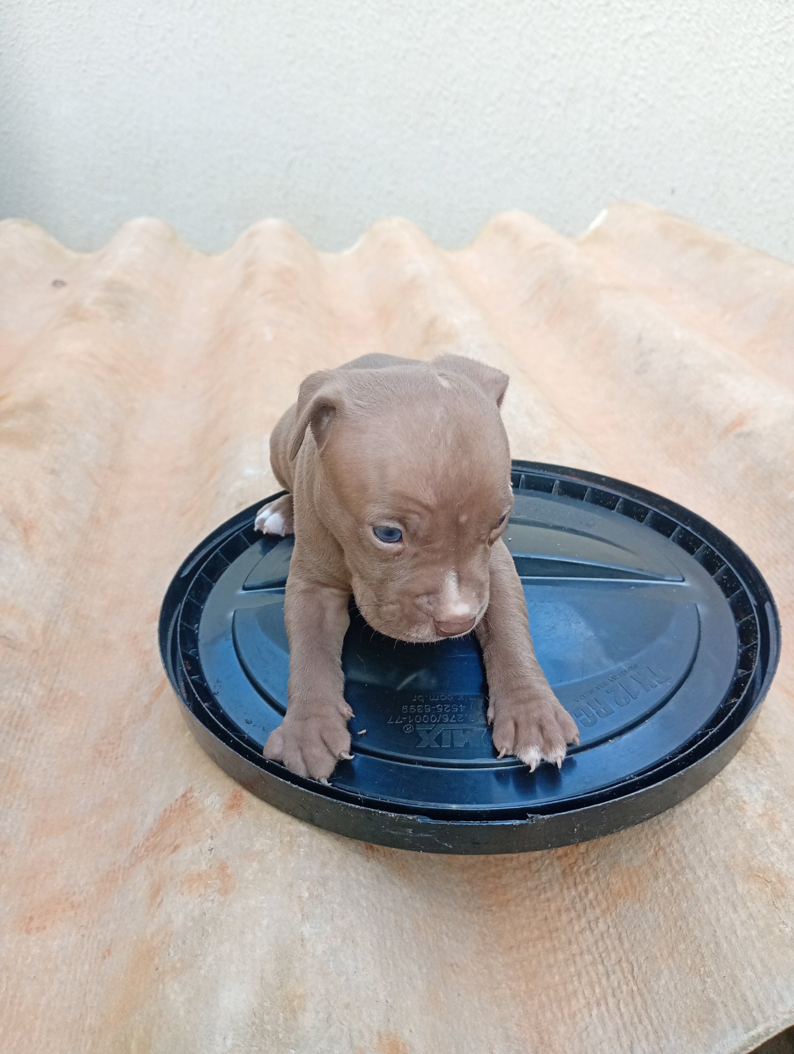 Filhotes Pitbull  - Foto 4