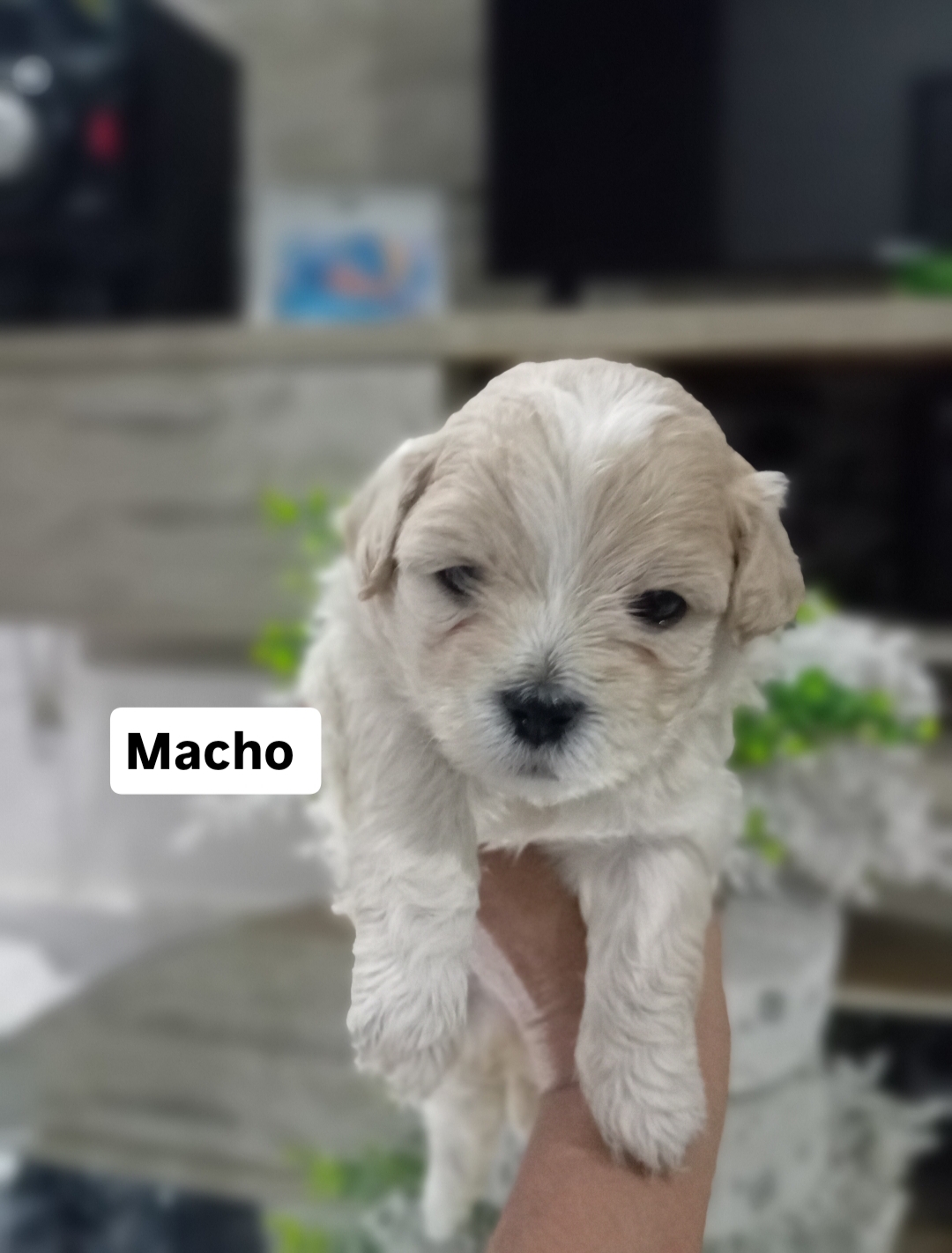 Portal Vendocão Venda Filhotes Lhasa Apso Olinda