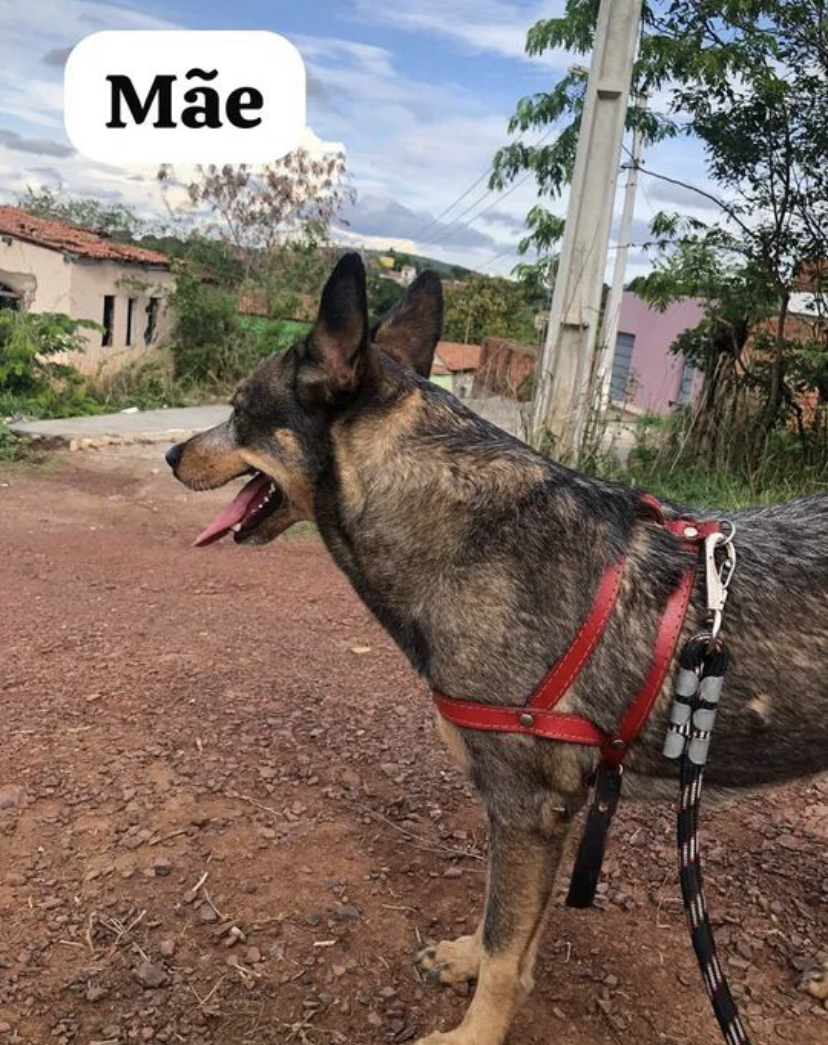 Portal Vendocão Vendo fêmea blue heeler  Salvador 