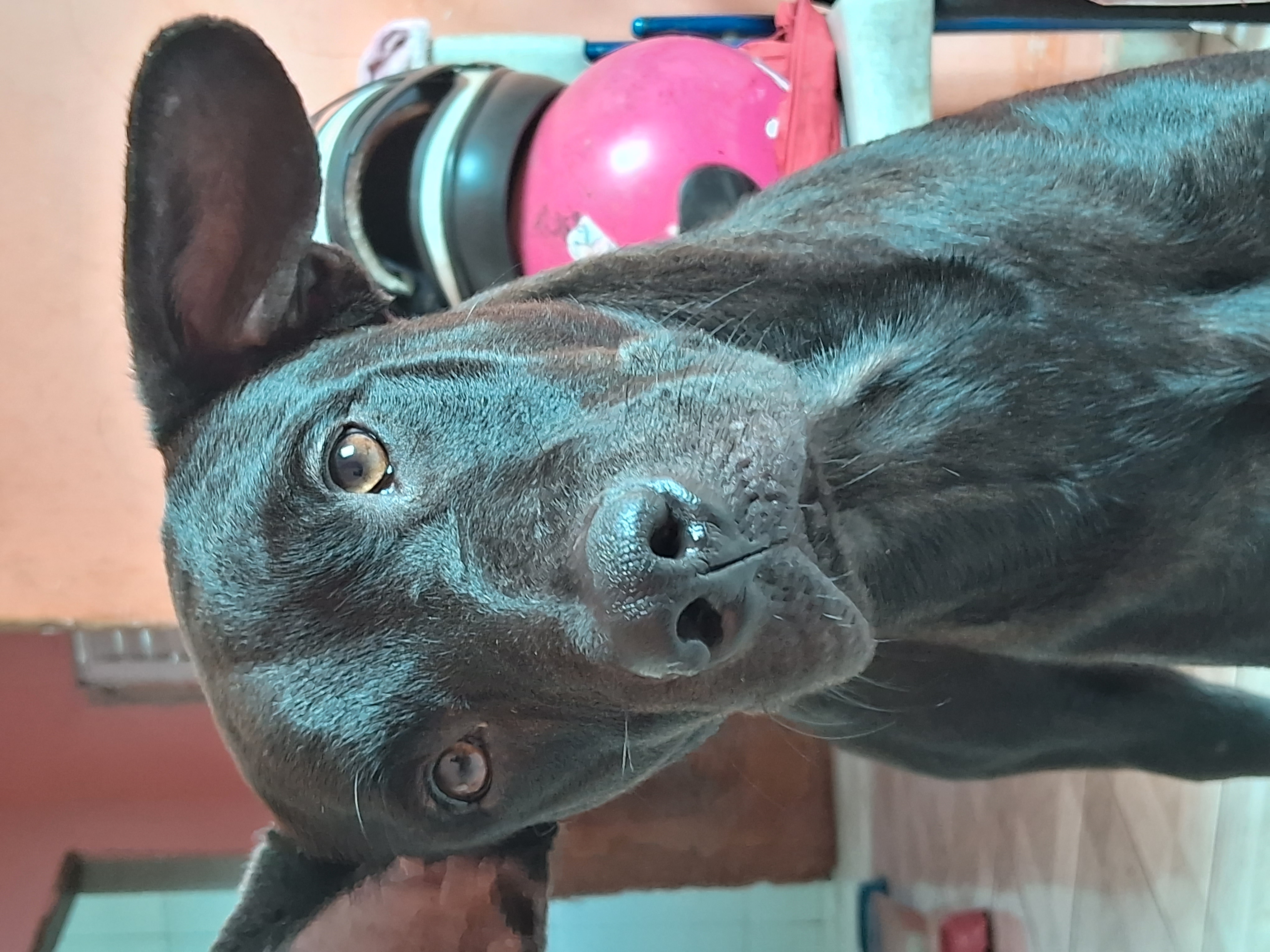 Portal Vendocão Cachorro para roça  Vitória 