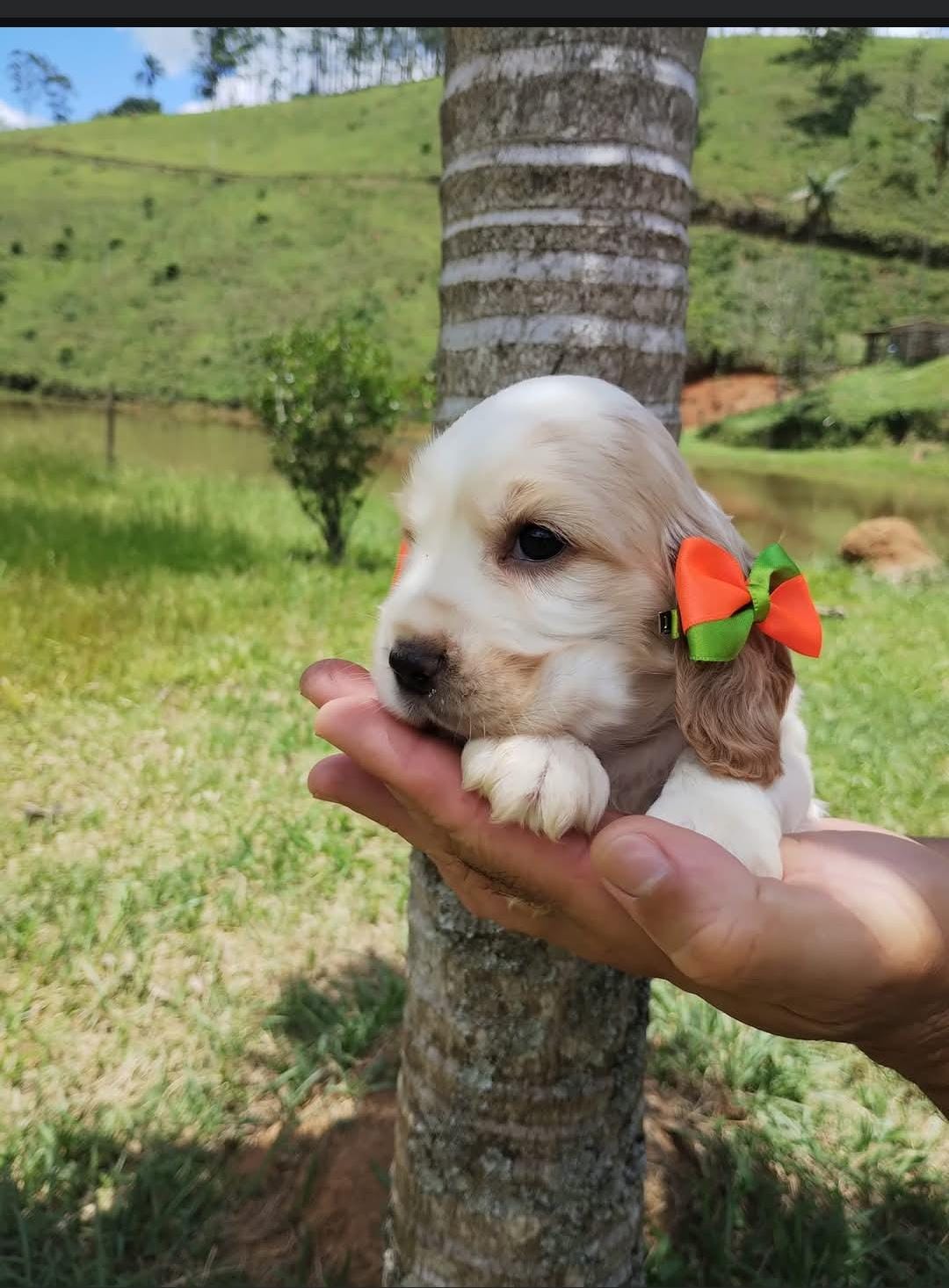 Portal Vendocão Filhotes de cocker Spaniel inglês  São José dos Campos