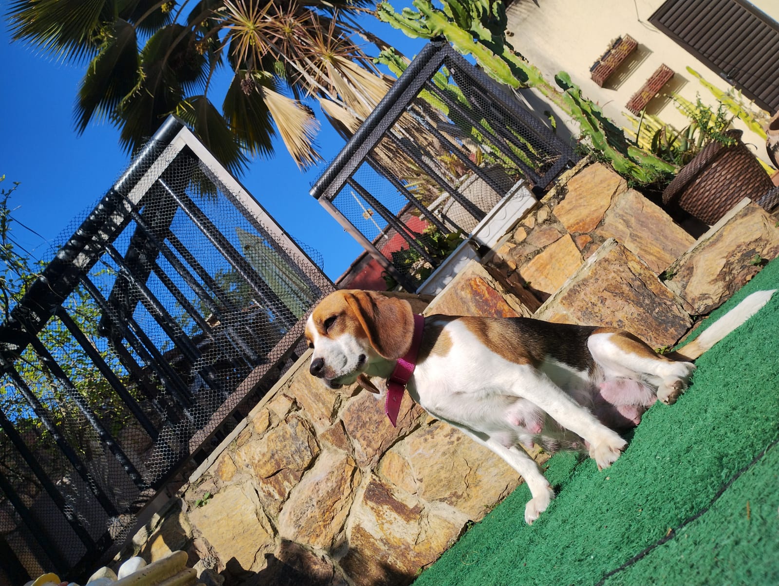 Portal Vendocão Lindos filhotes de beagle tricolores com pedigree Rio das Ostras