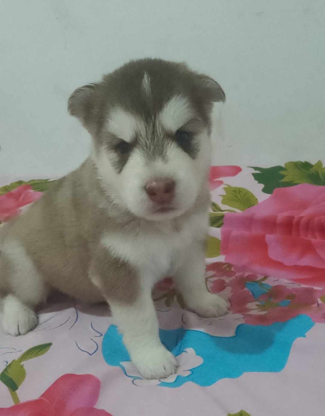 Portal Vendocão Filhotes de Husky Siberiano  Nossa senhora do Socorro