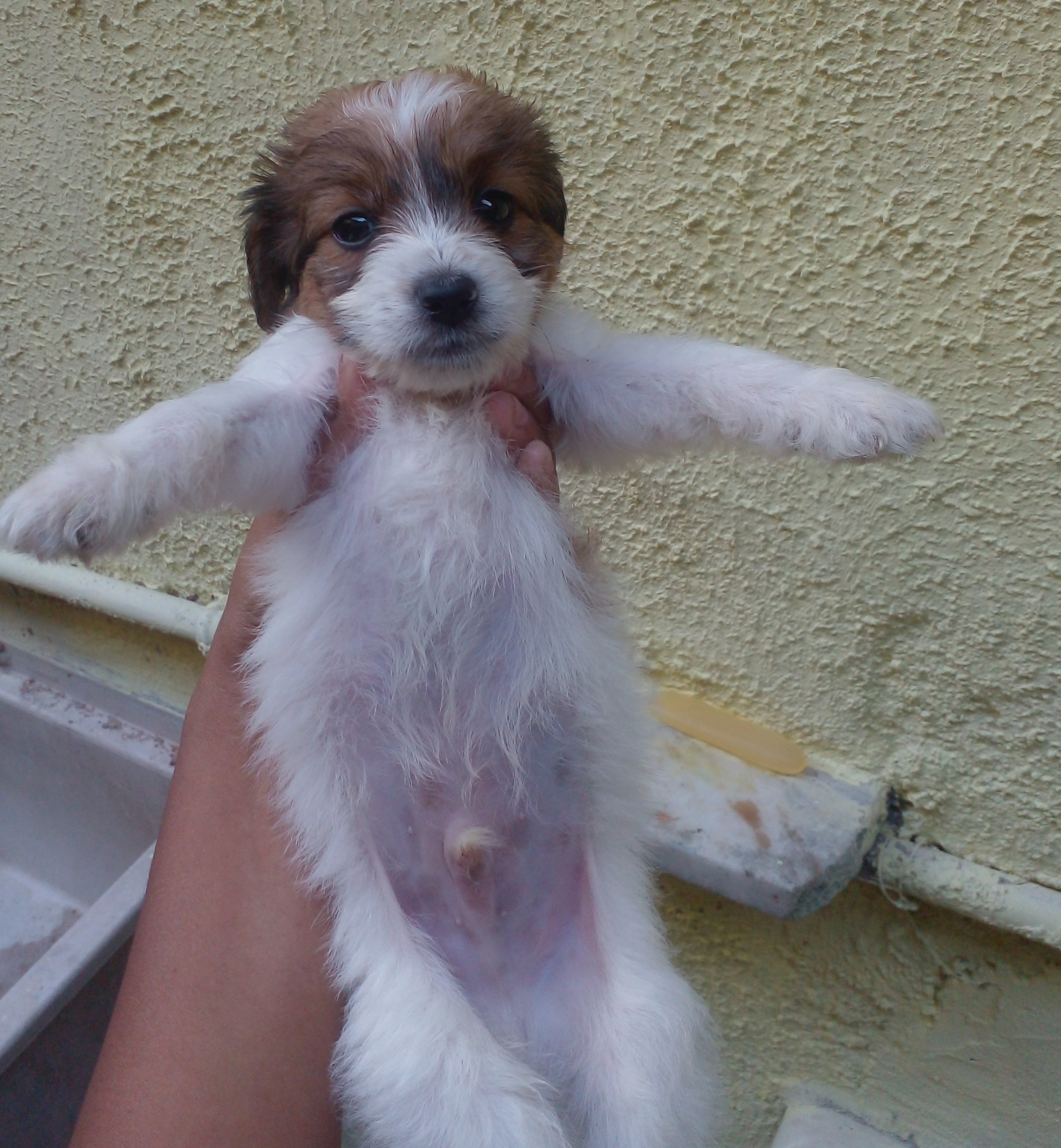 Filhotes de cachorros - Foto 2