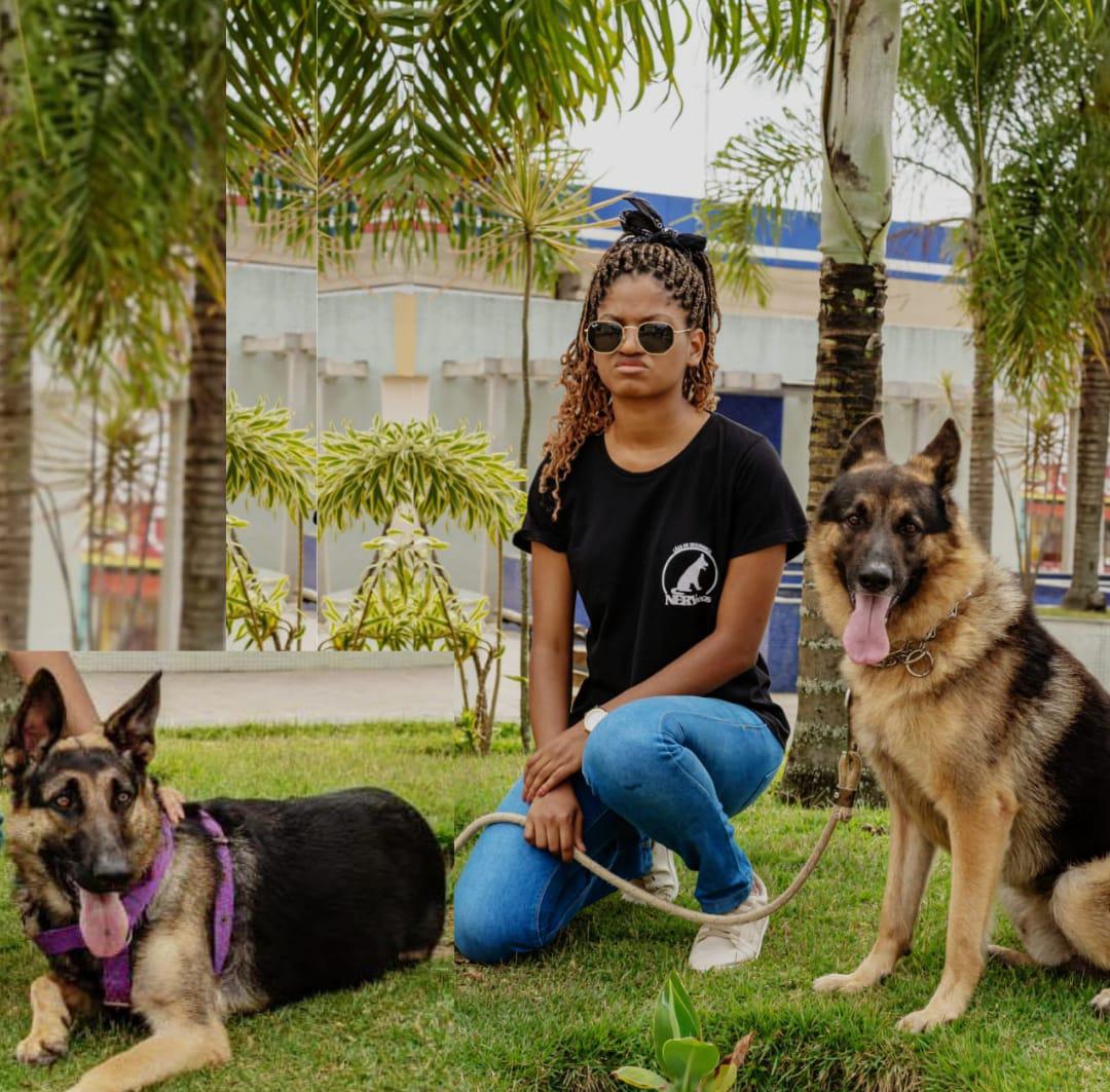 Portal Vendocão Filhotes de pastor alemão com pedigree  Salvador