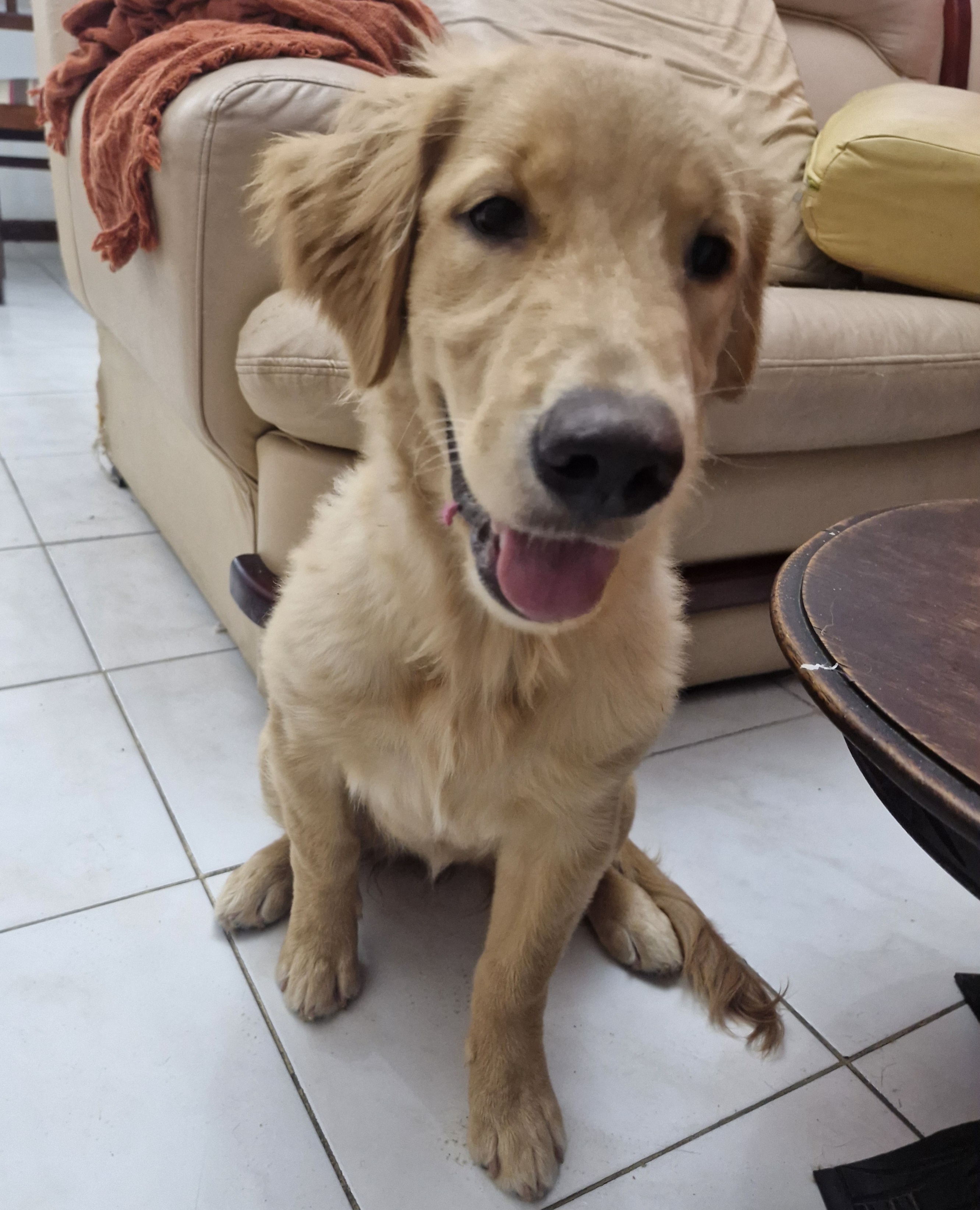 Portal Vendocão Golden Retriever 4 meses São gonçalo 