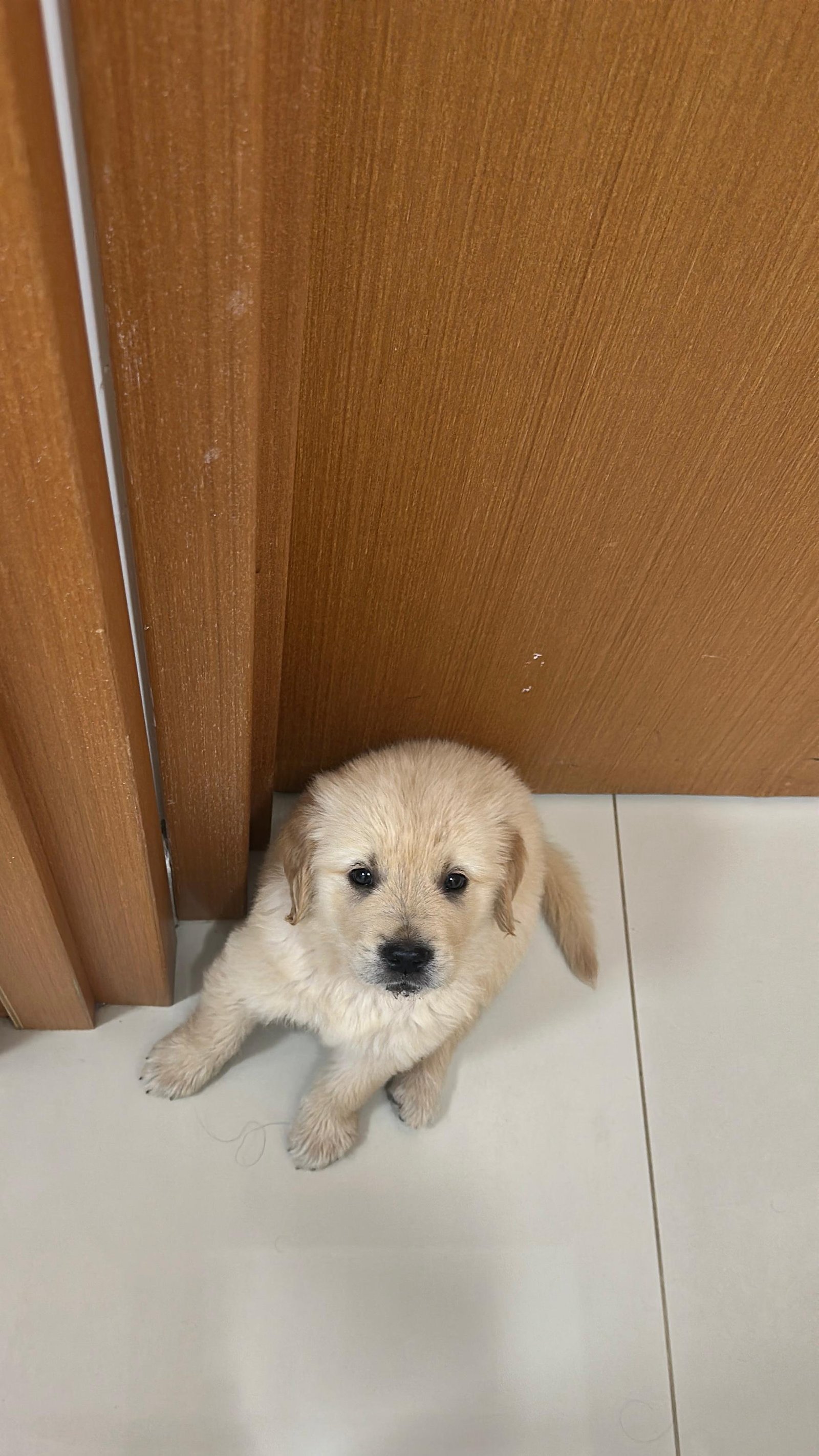 Golden Retriever 40 dias  - Foto 1