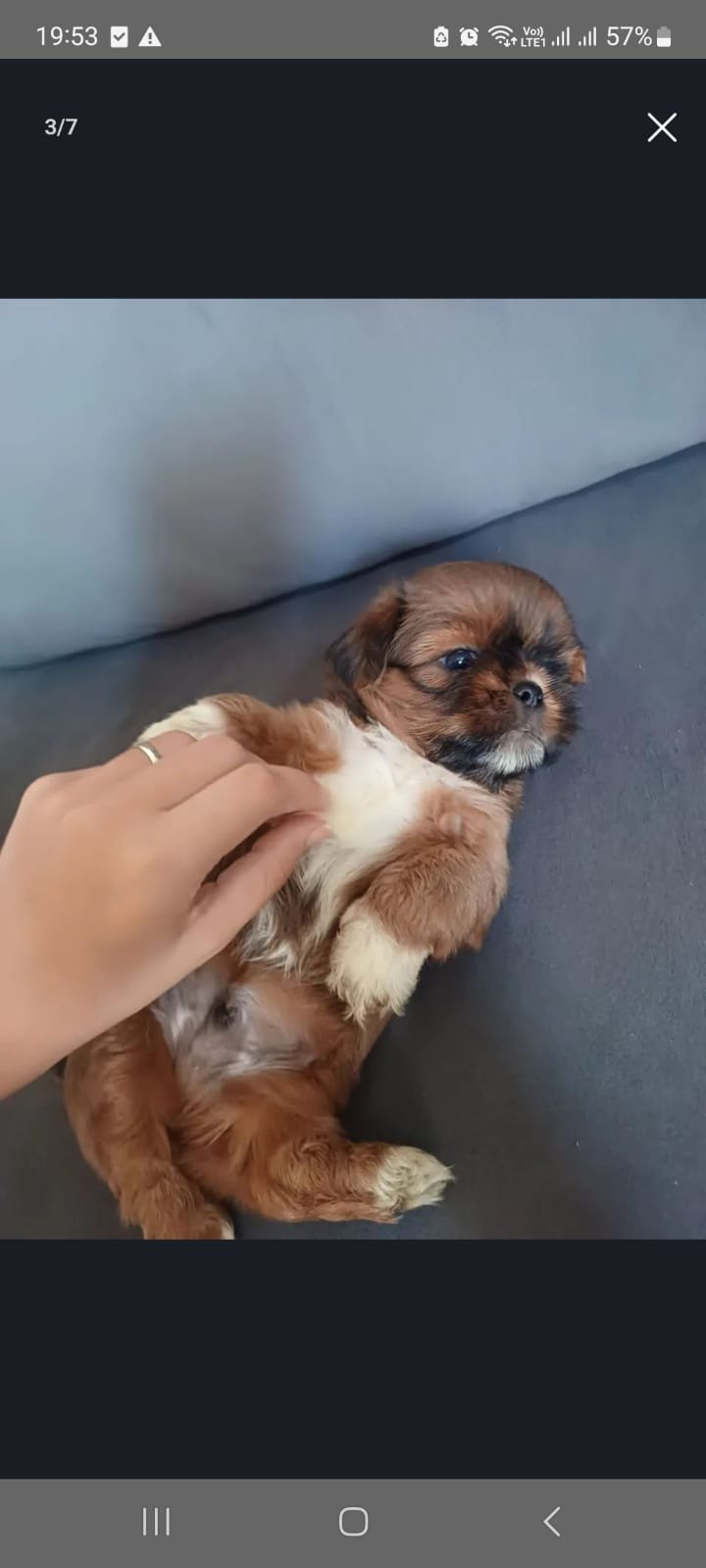 Shih tzu - Foto 5