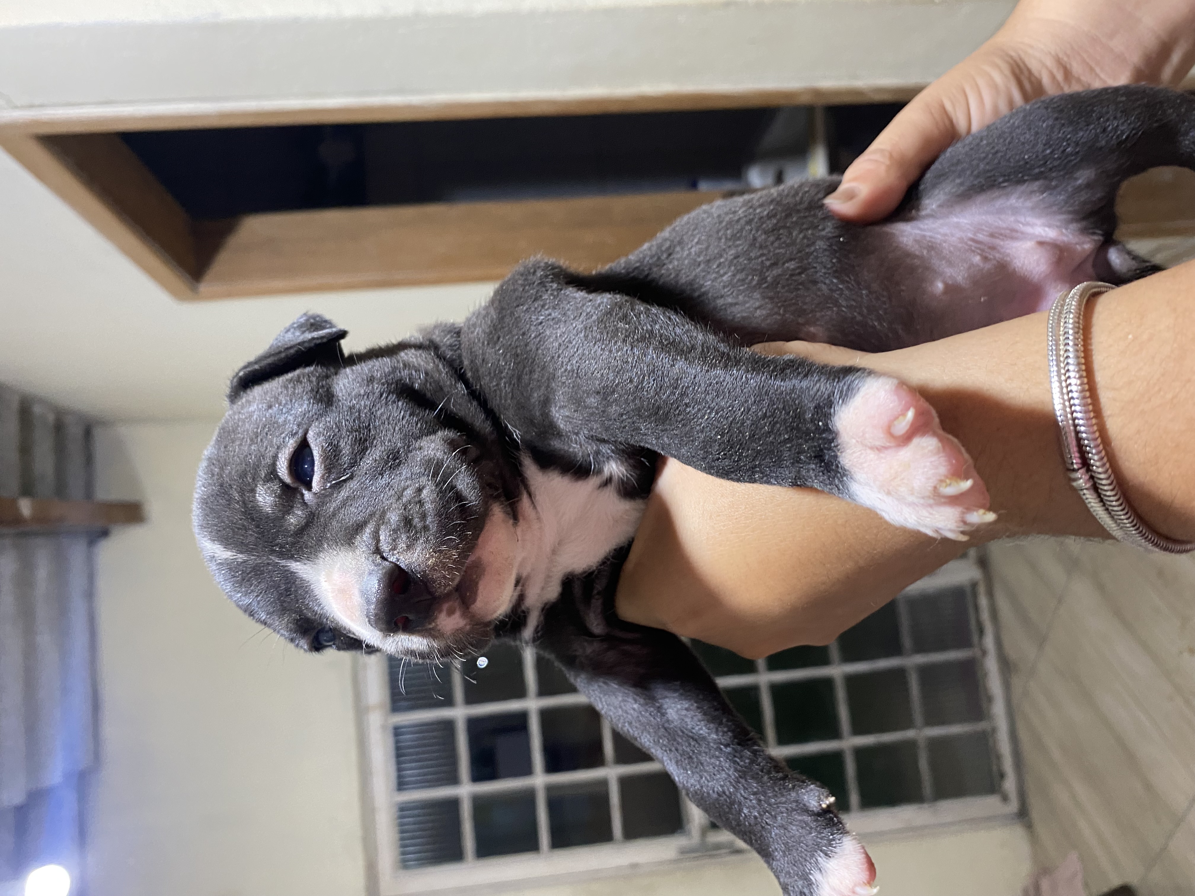Portal Vendocão Filhotes de Pitbull  Rio de Janeiro 