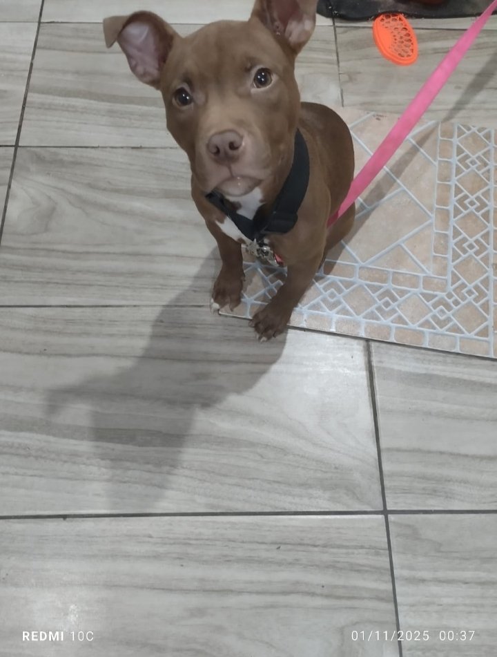 Vendo American bully 
