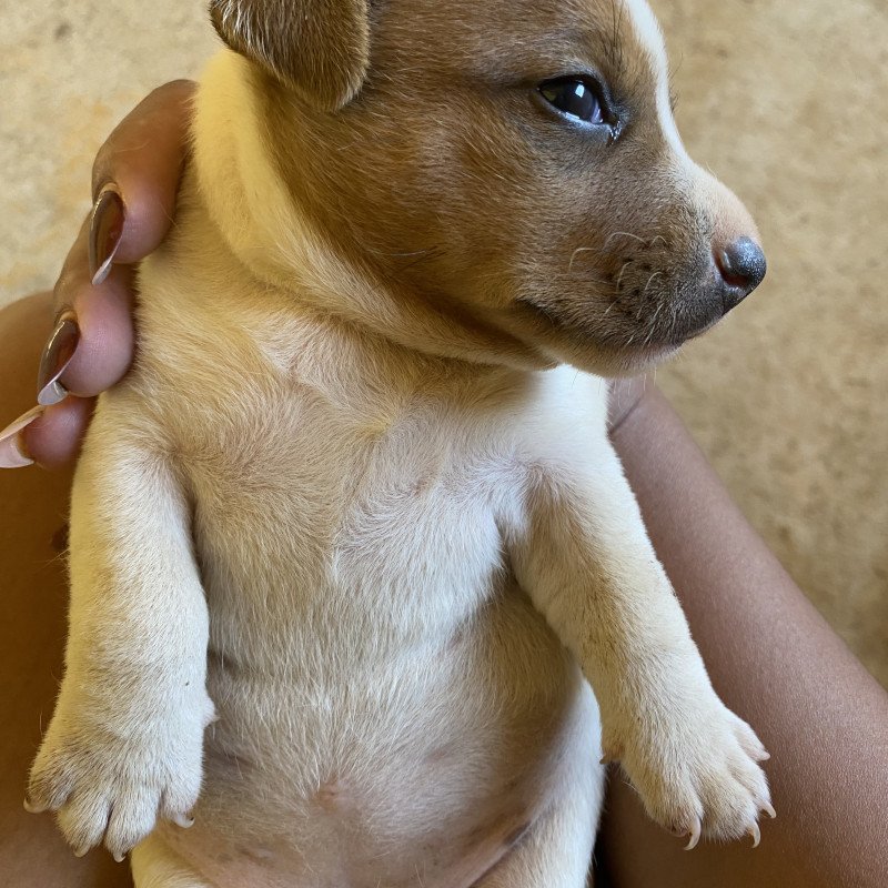 Casal de Jack Russel