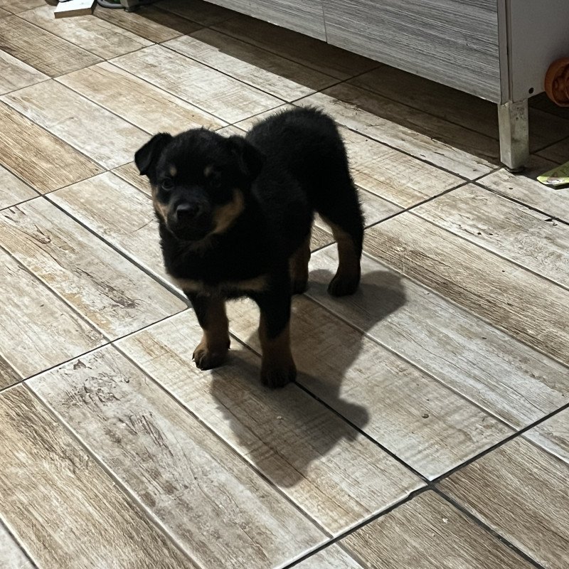 Fêmea Rottweiler - Foto 1