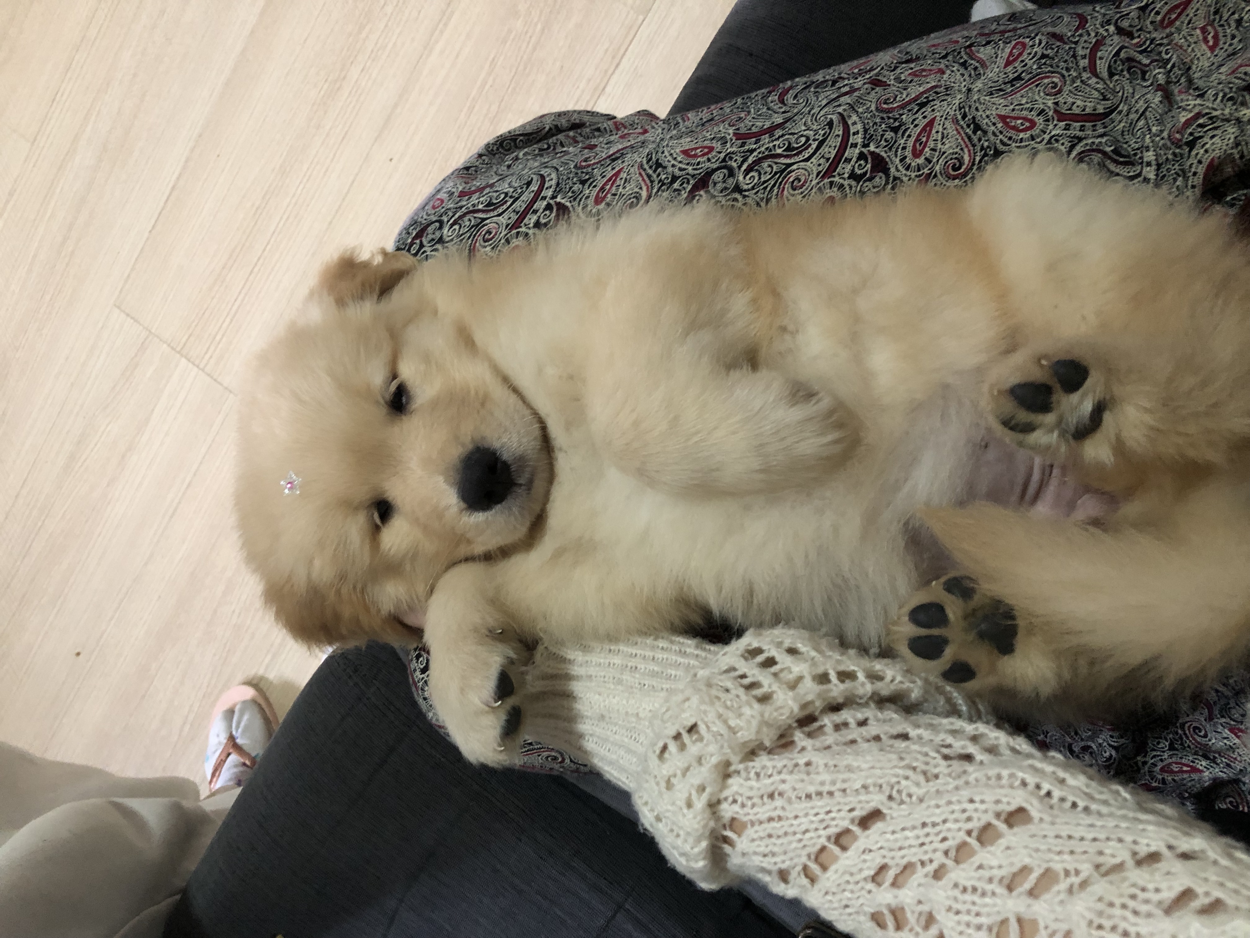 Portal Vendocão Filhotes de Golden Retriever  Porto Alegre