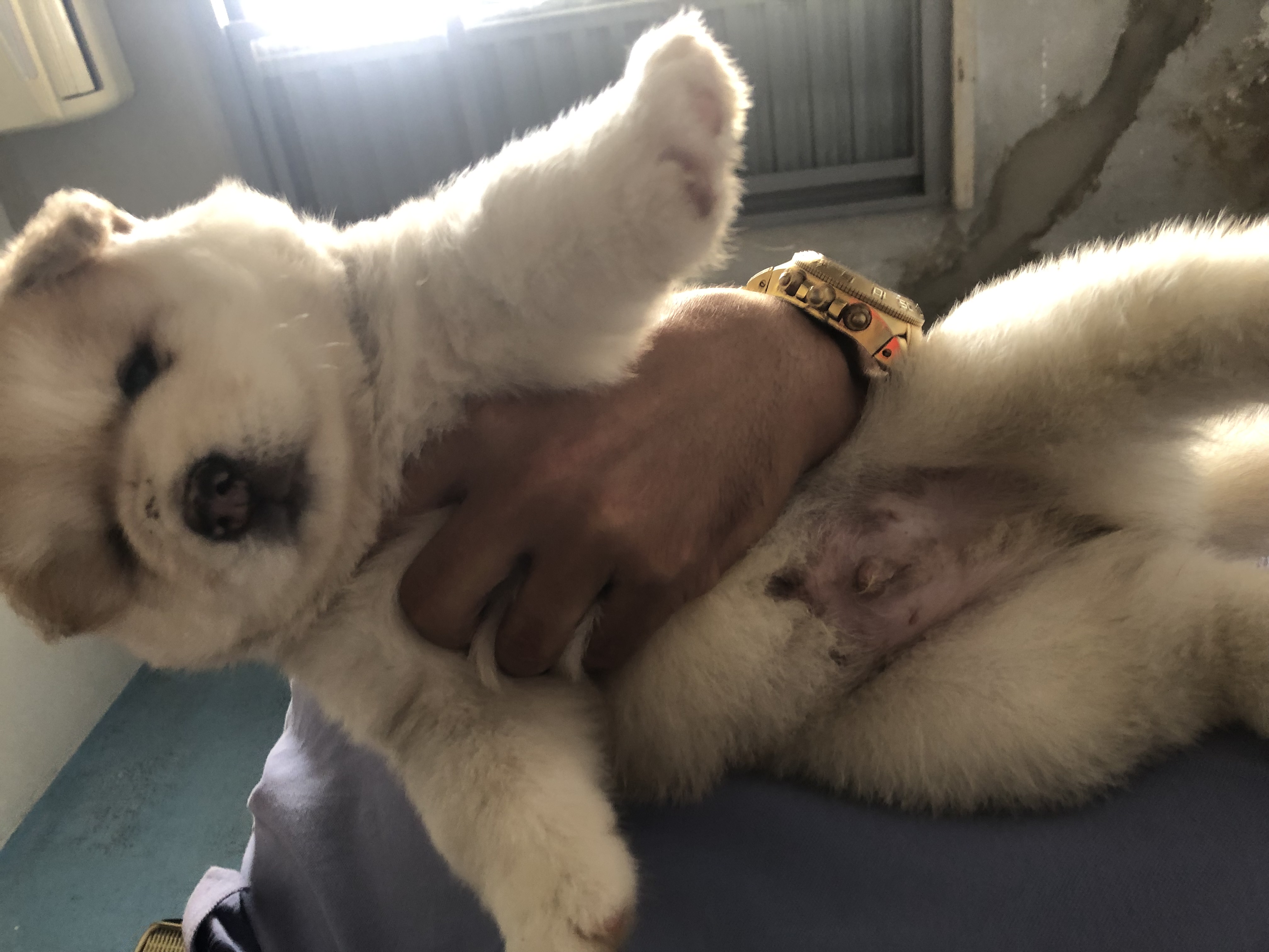 Portal Vendocão Filhote Macho de Husky Siberiano Aracaju 