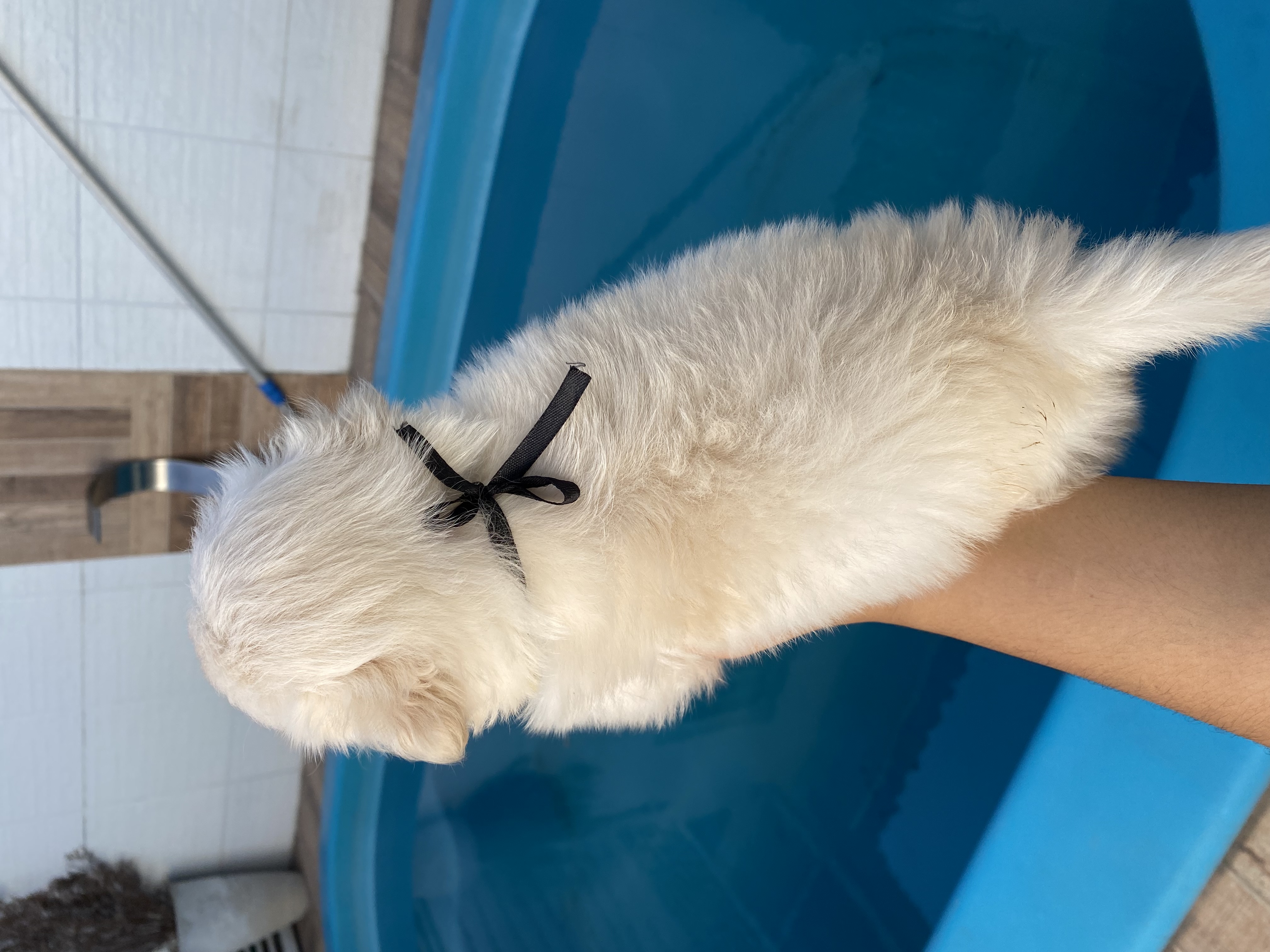 Portal Vendocão Filhotes de lhasa apso machos João Pessoa