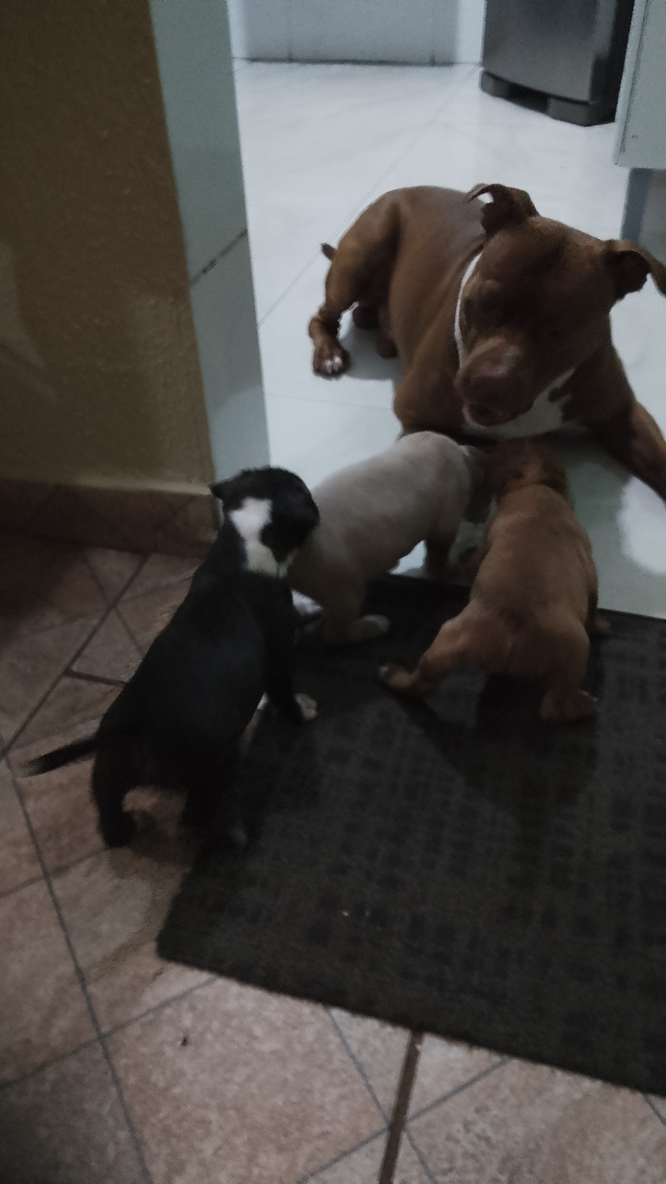 Portal Vendocão Venda de filhotes de Pitbull 4 Rio de Janeiro