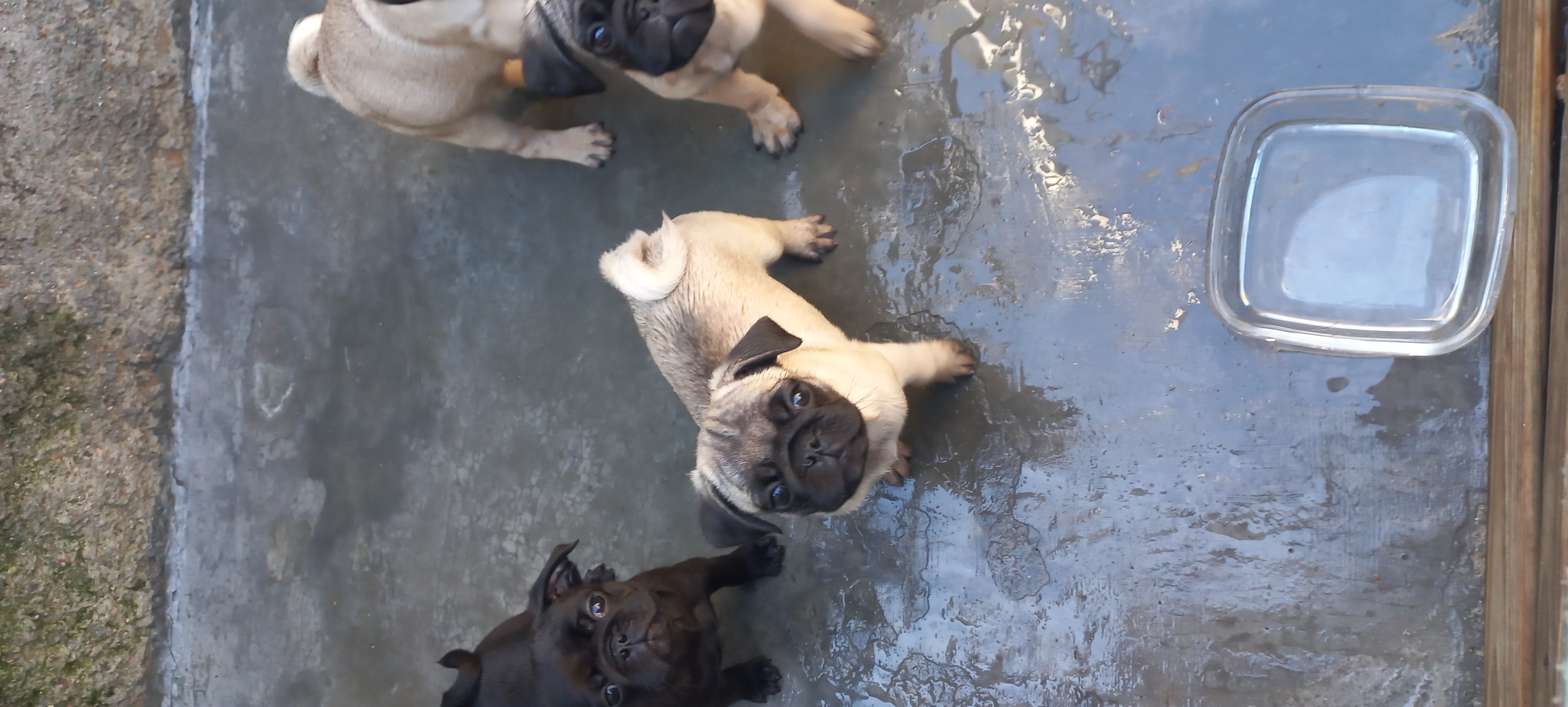 Portal Vendocão Vendo pug Paulo lopes 