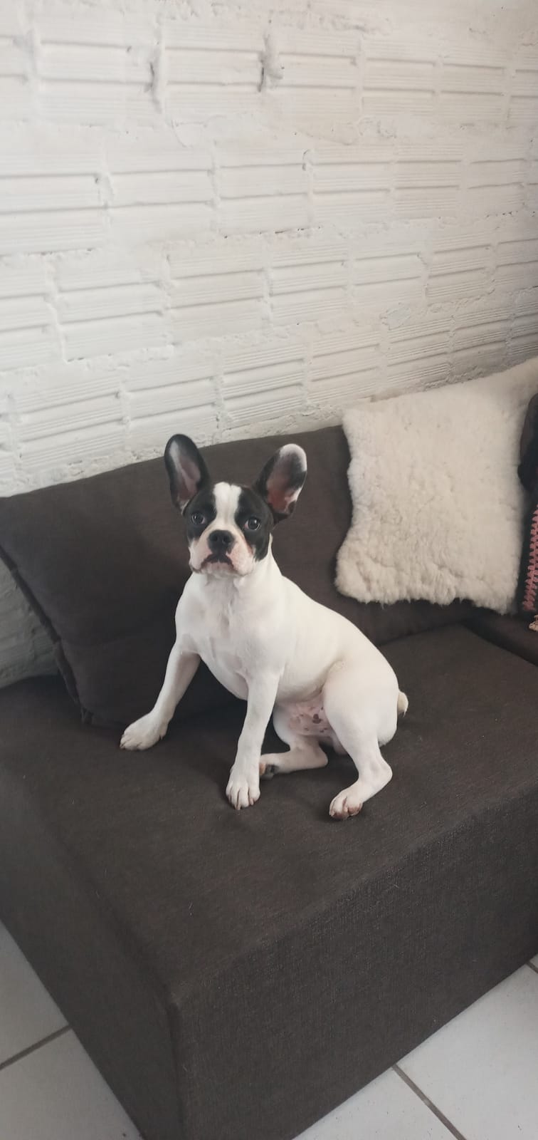 Vende-se Buldogue francês  - Foto 1