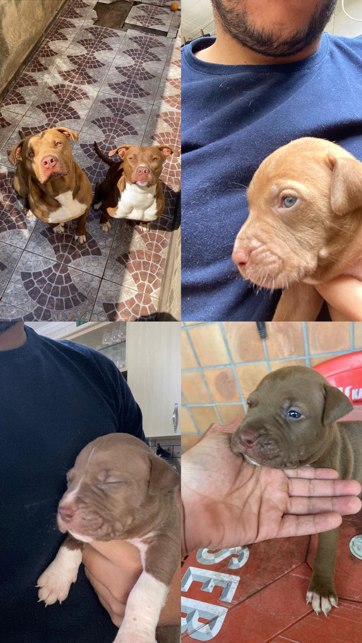 Portal Vendocão Filhote de pit bull São Paulo