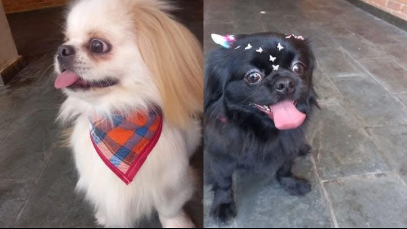 Shih Tzu Smooth Coat - Foto 5
