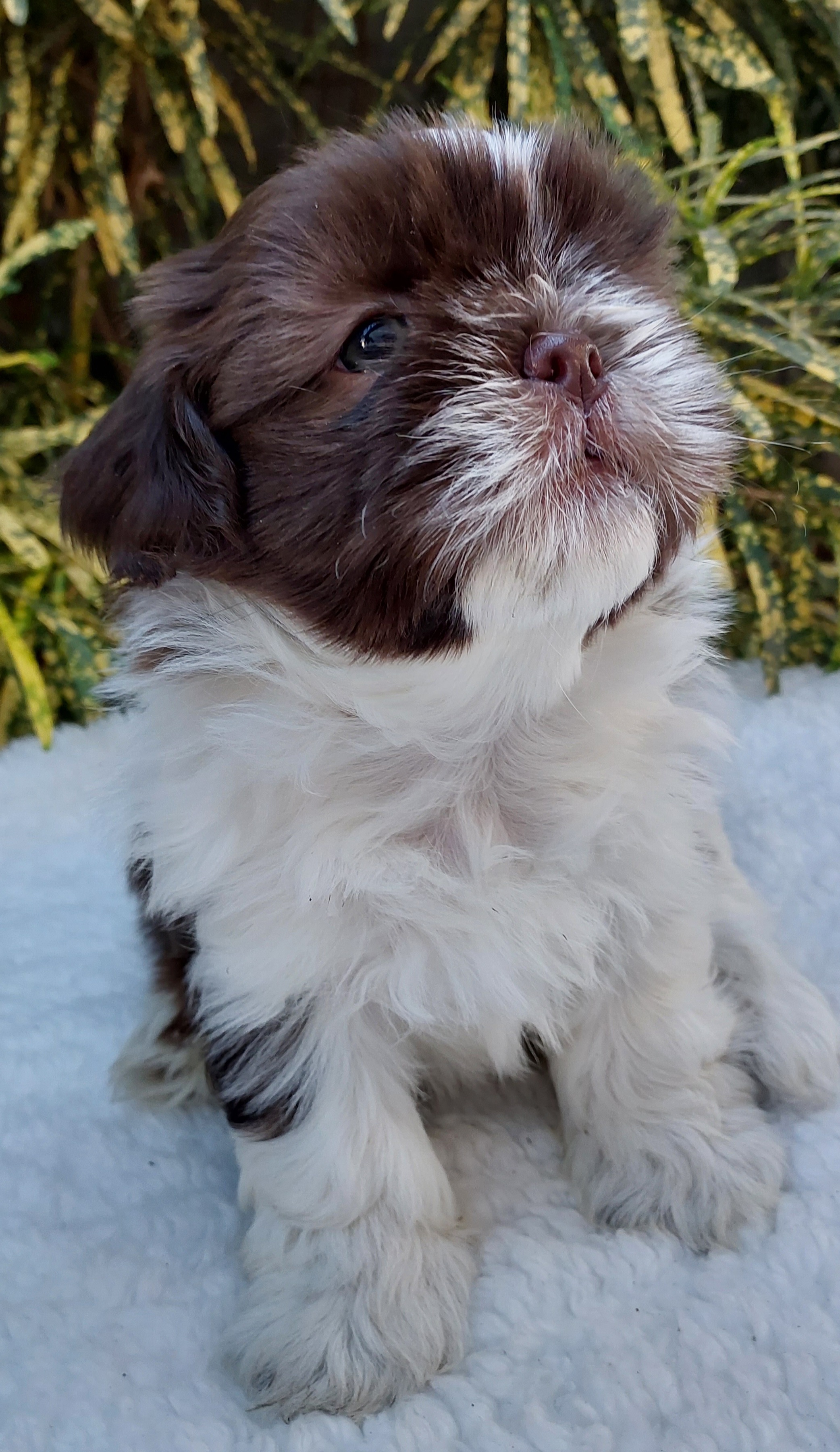 Portal Vendocão Shih tzu  Teresina