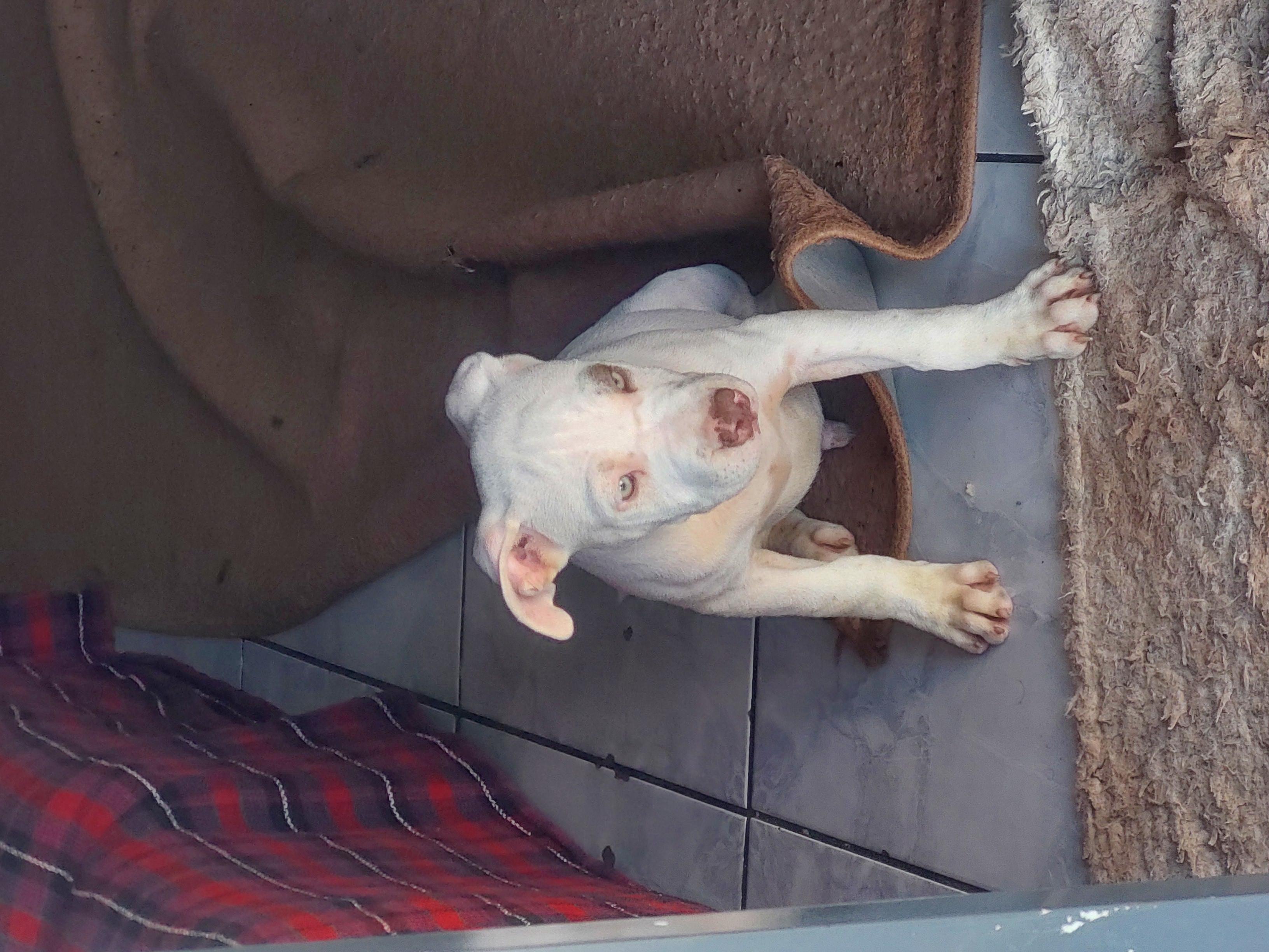 Vendo filhote de pitbull pirata - Foto 1