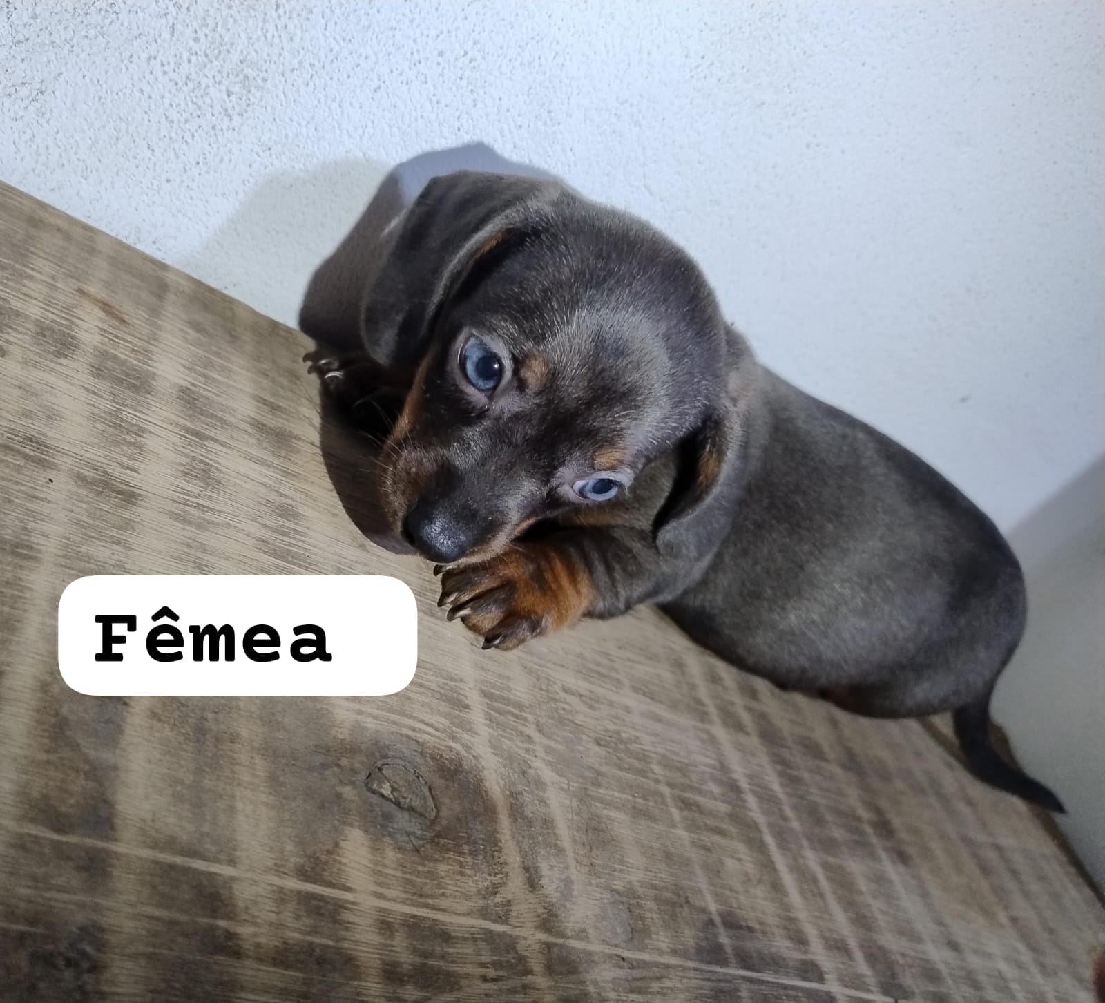 Portal Vendocão Filhotes de dachshund  Cachoeirinha 