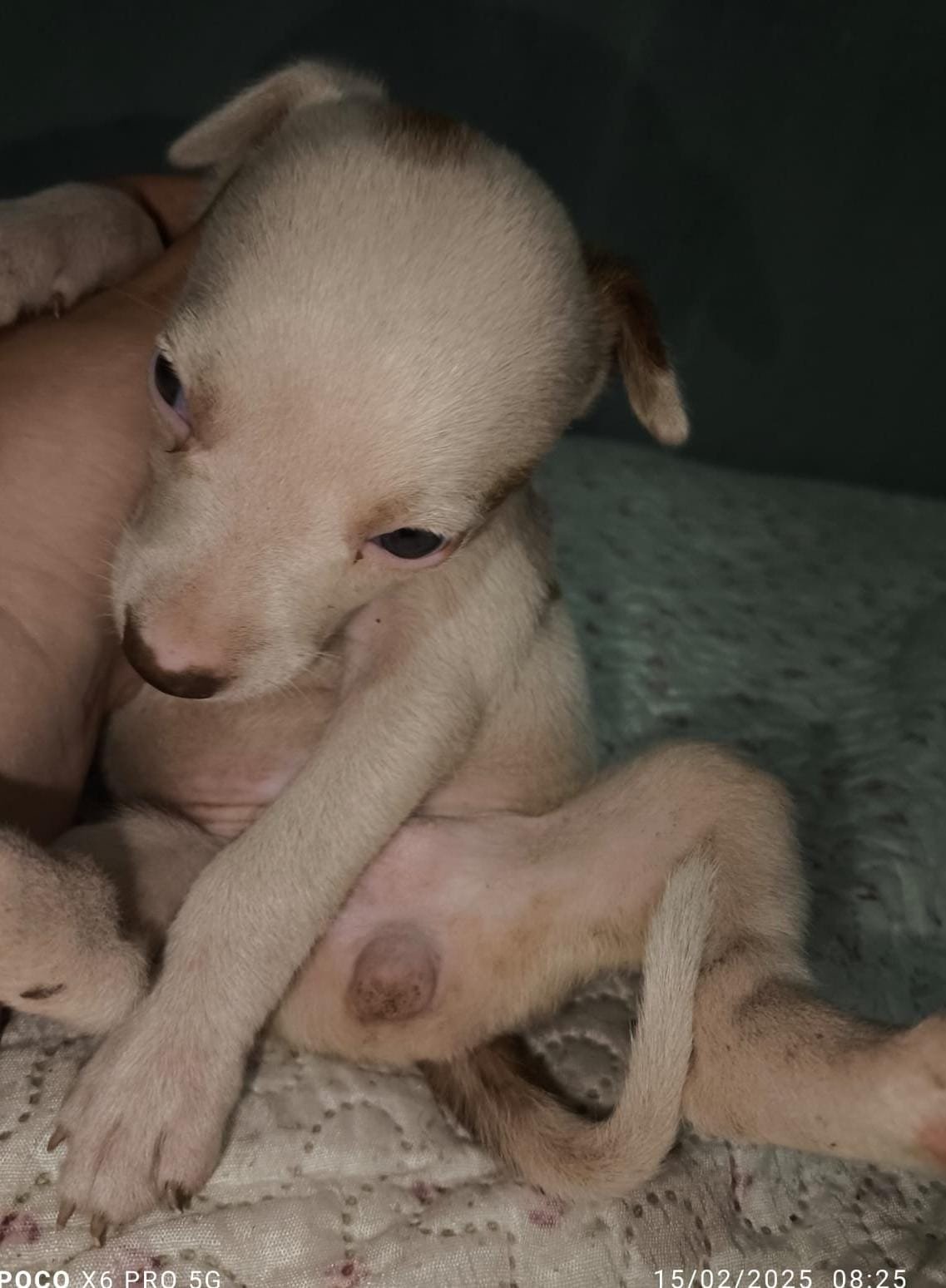 vendo Pit Bull American staffordshire terrier - Foto 3