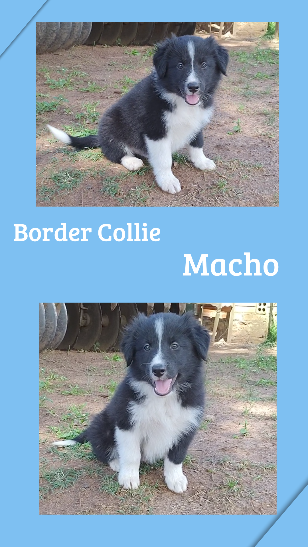 Portal Vendocão Venda de filhotes de Border Collie  Cachoeira do Sul