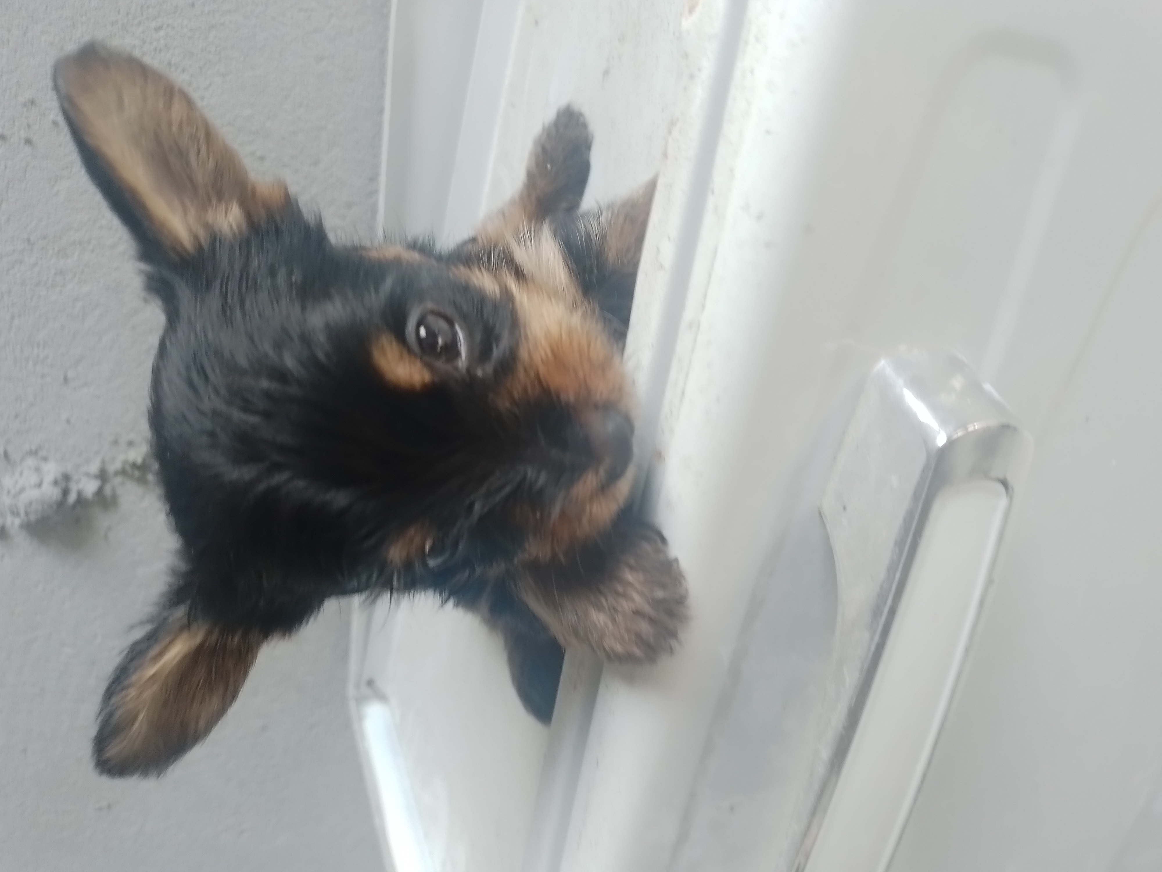 Vendo filhotes de Yorkshire terrier 