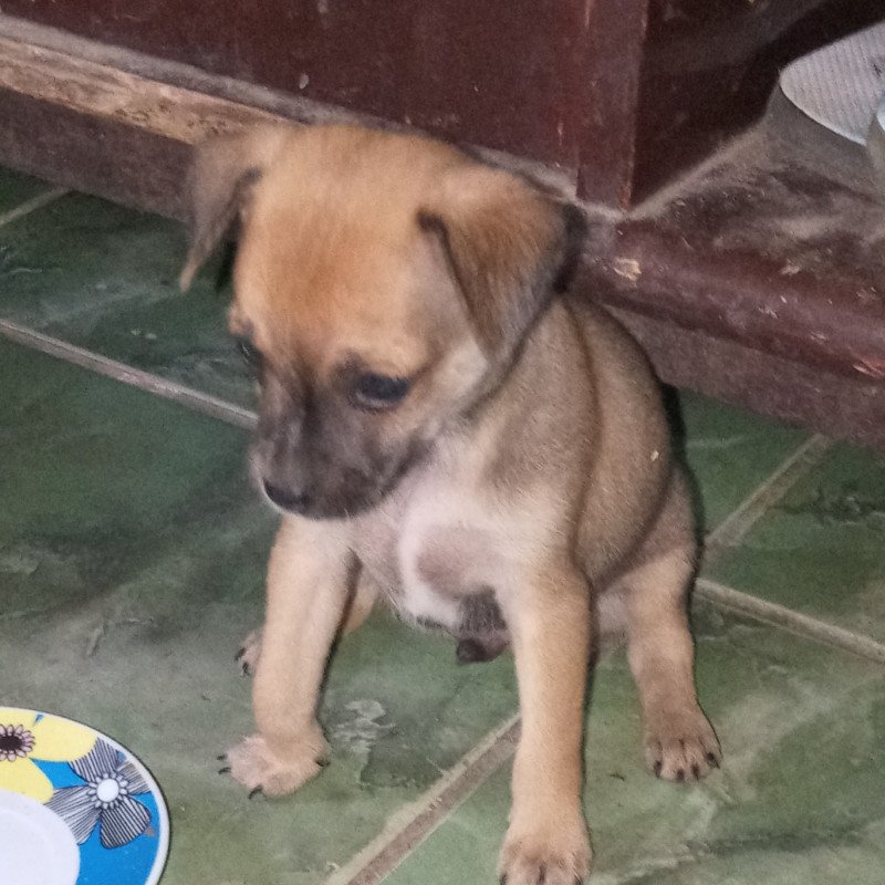 Filhotes de fox paulistinha com pinscher 3 - Foto 2