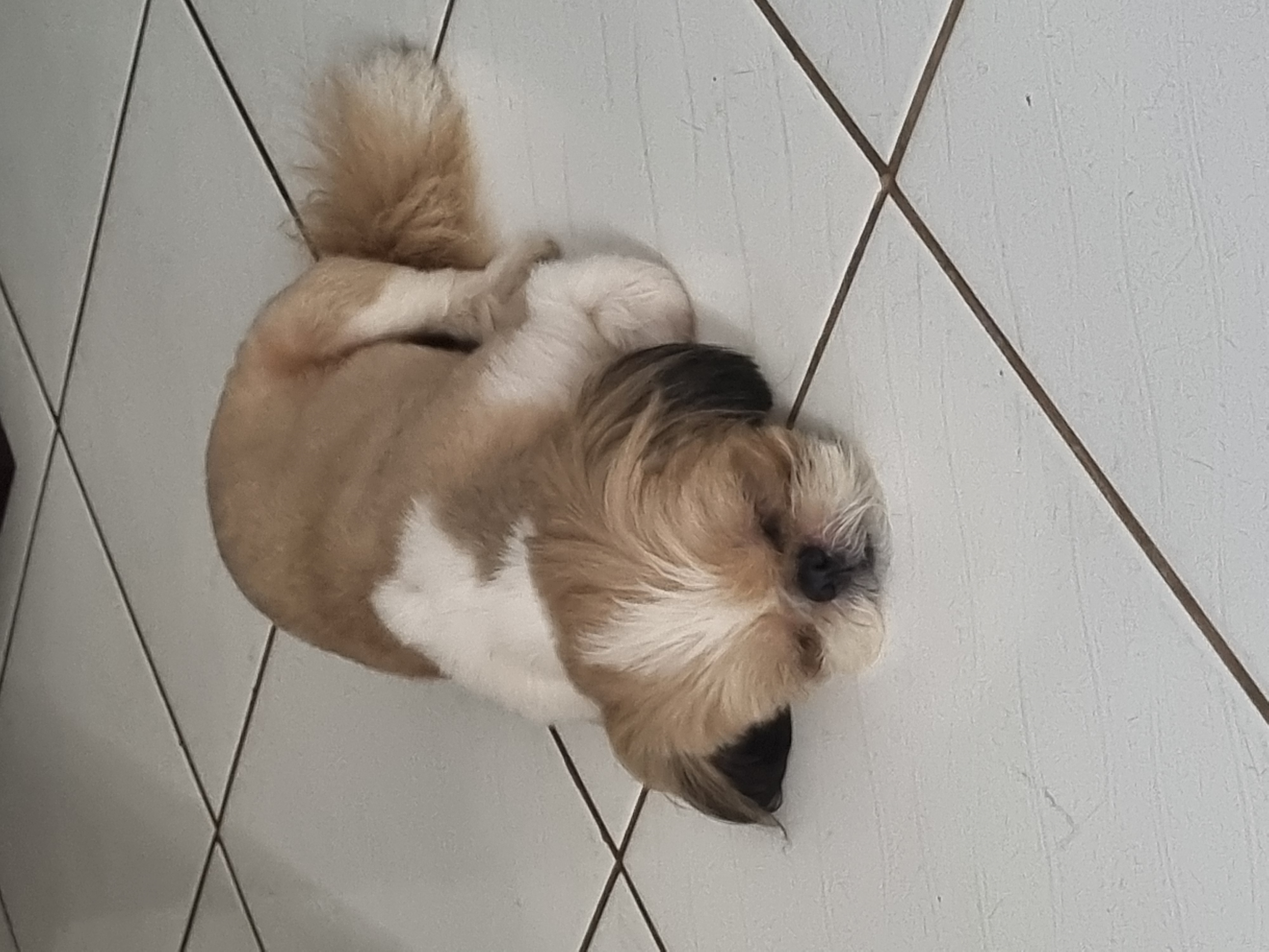 Portal Vendocão Shih tzu busca novo lar Cuiabá