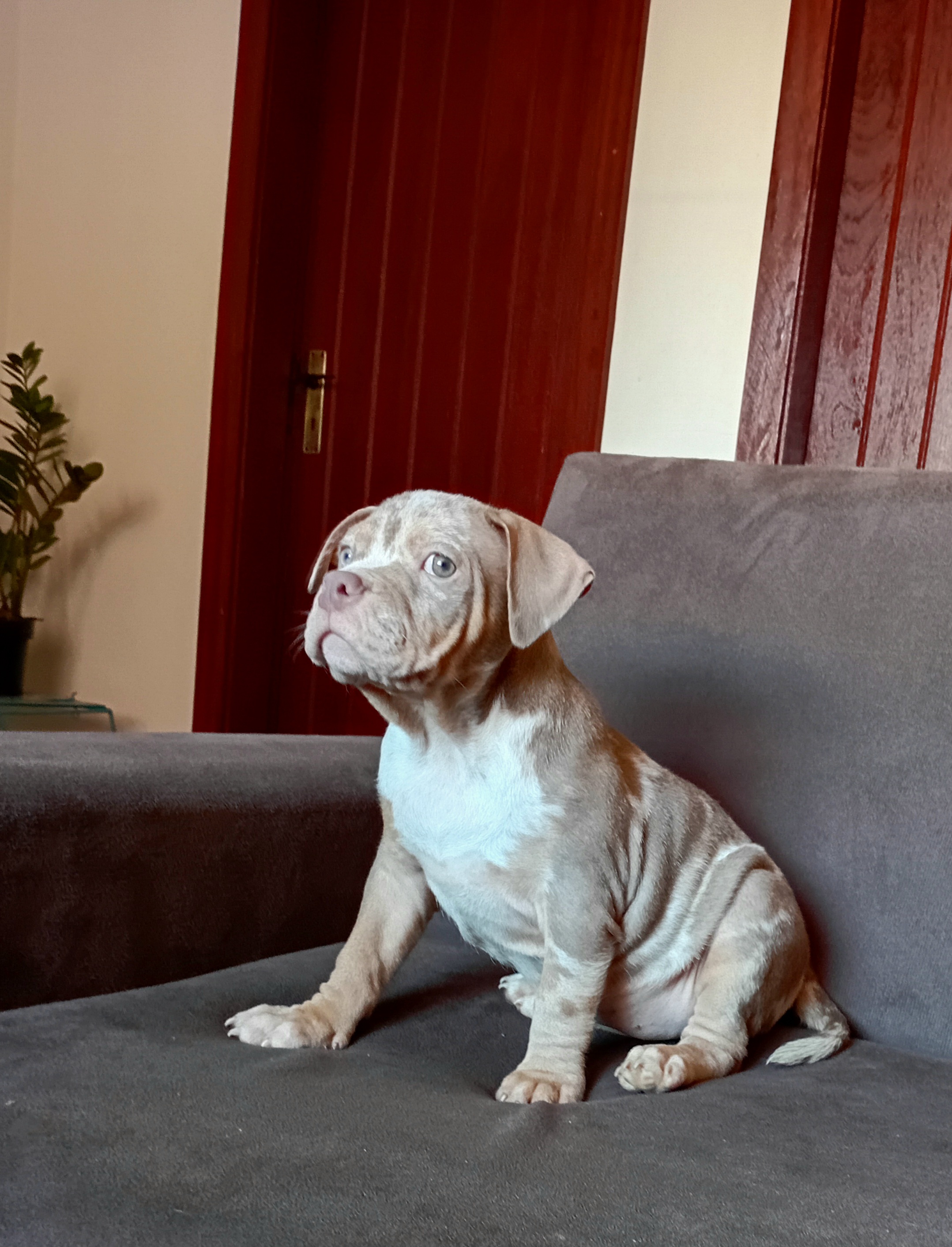 Portal Vendocão Linda filhote de American Bully Fêmea Tri-Lilac excelente linhagem, vermifugada, vacinada e com pedigree Teresopolis