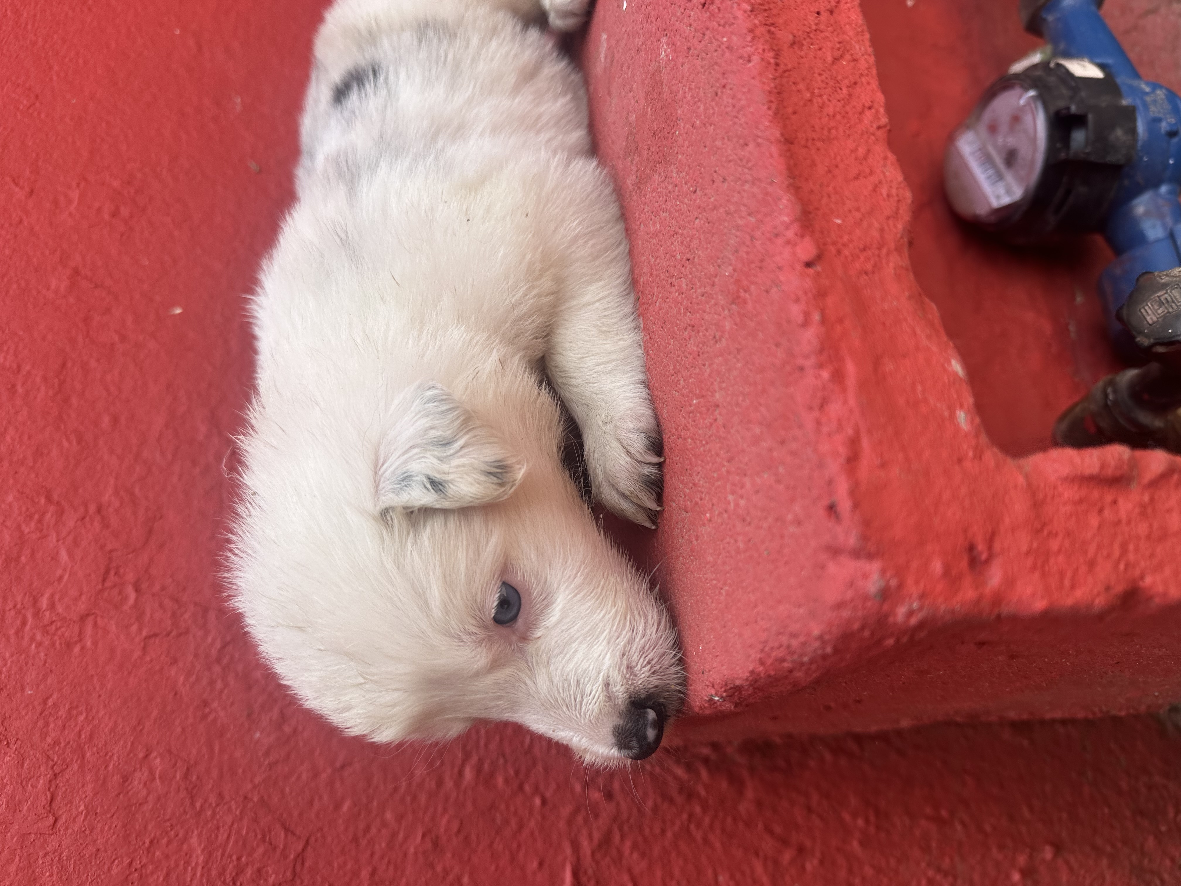 Portal Vendocão Border collie  Porto Alegre 