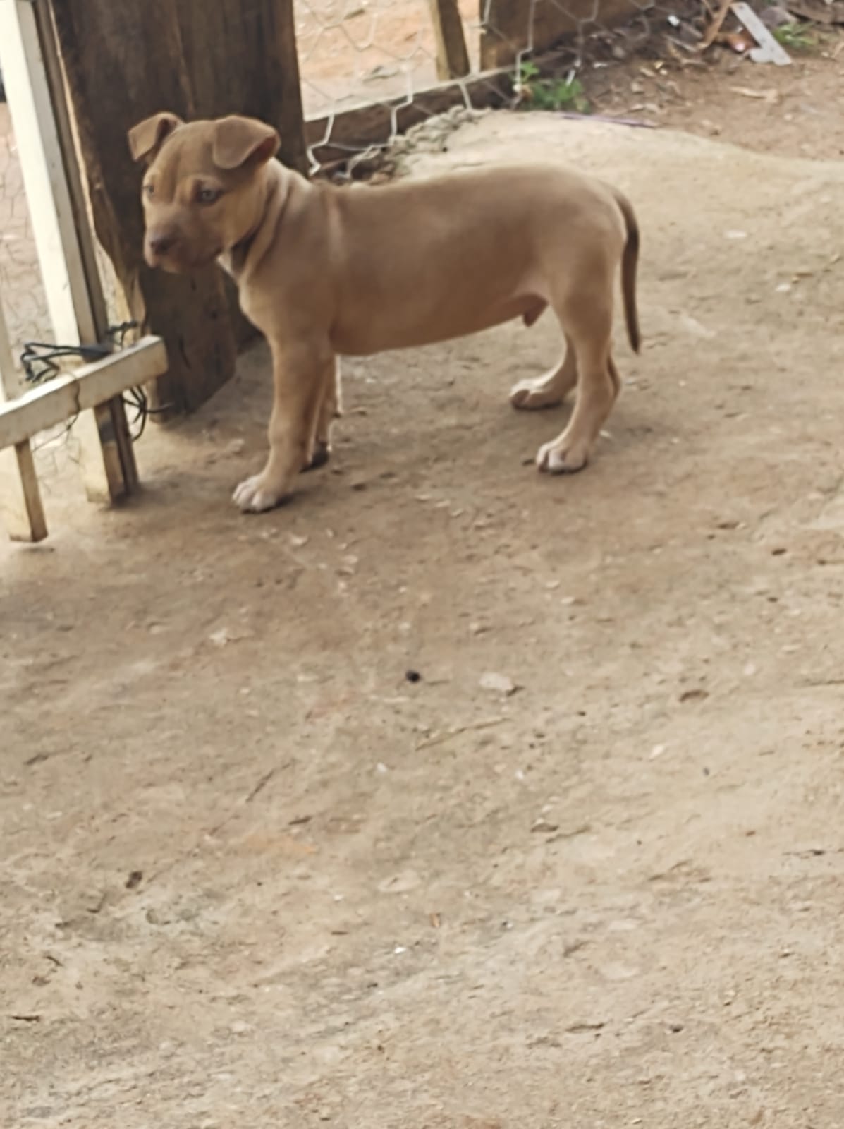 Portal Vendocão Cão  Quitandinha 
