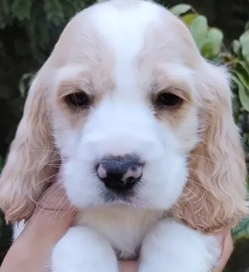 Portal Vendocão Cocker Spainel Pedigree  Salvador