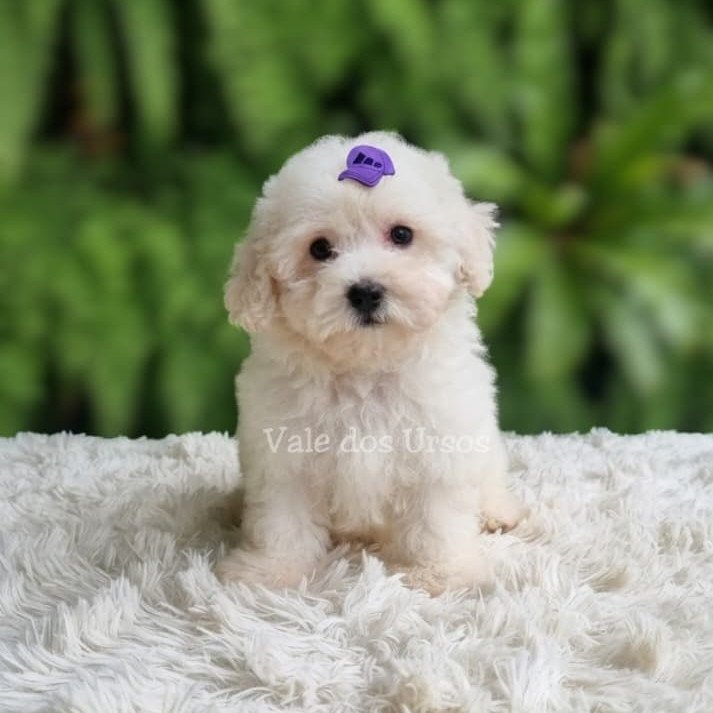 Lindo casal de poodles brancos