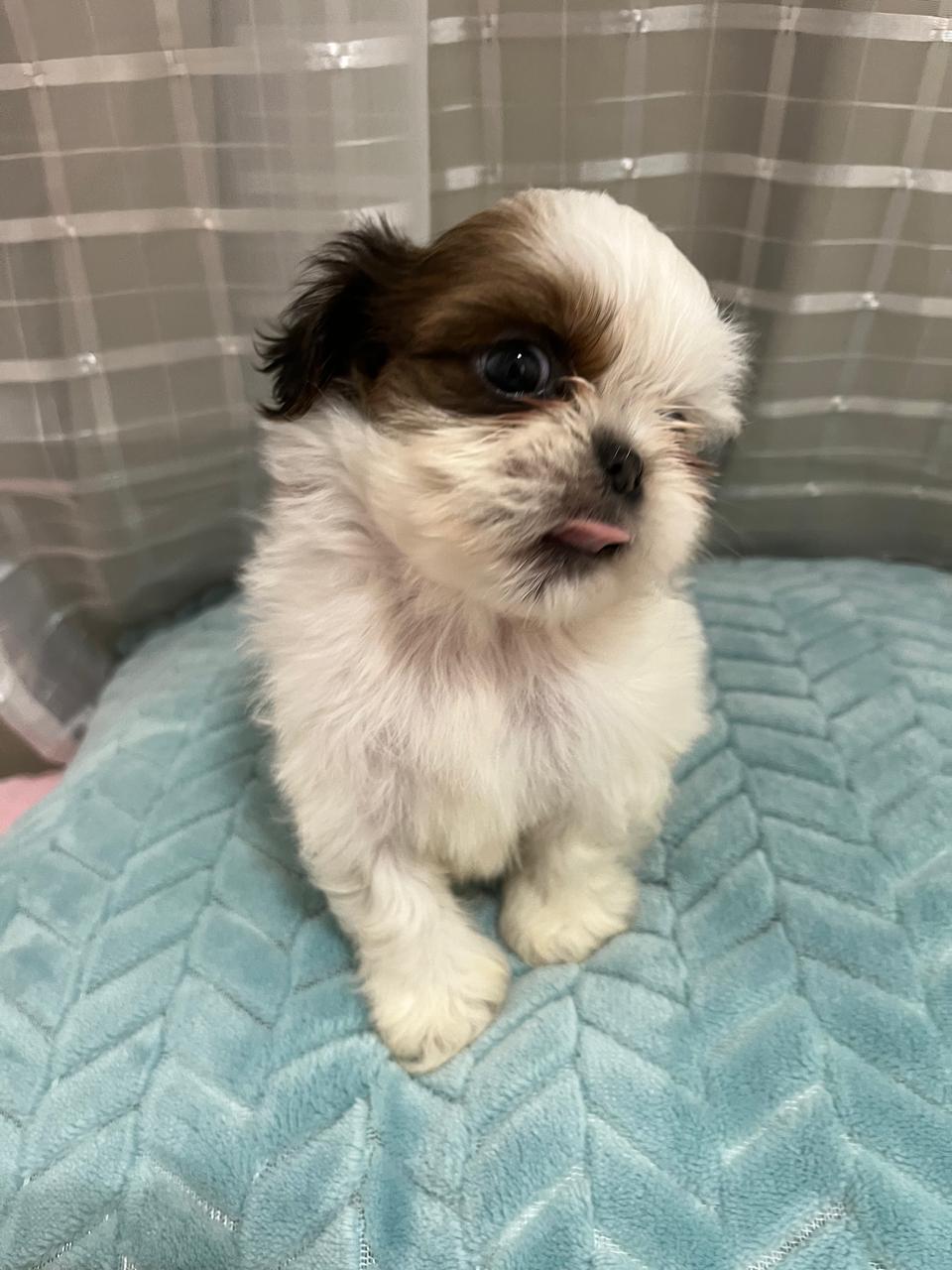 Portal Vendocão Vendo filhote de shih Tzu  Pauliste