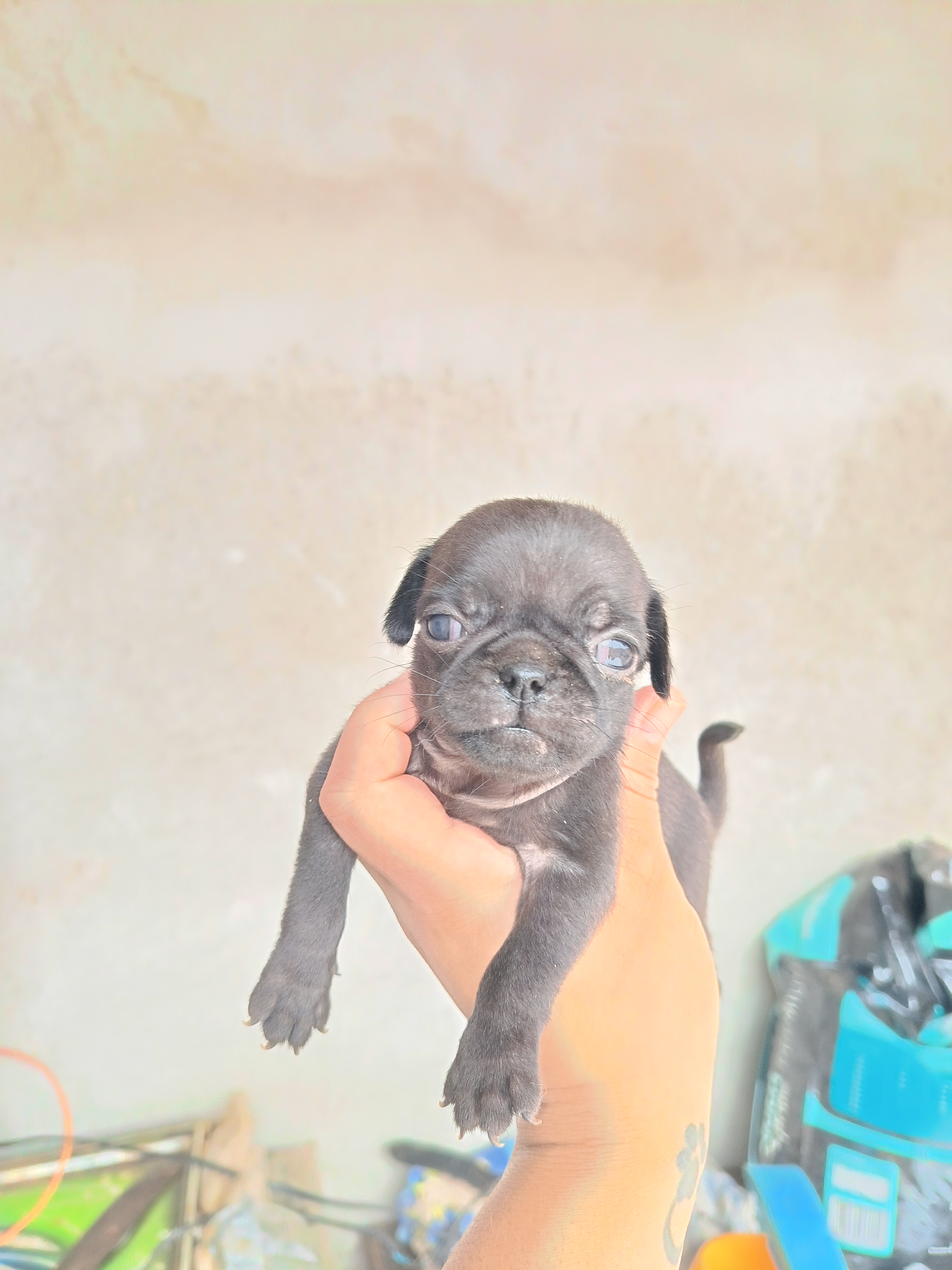 Portal Vendocão Filhotes Pug  Goiânia