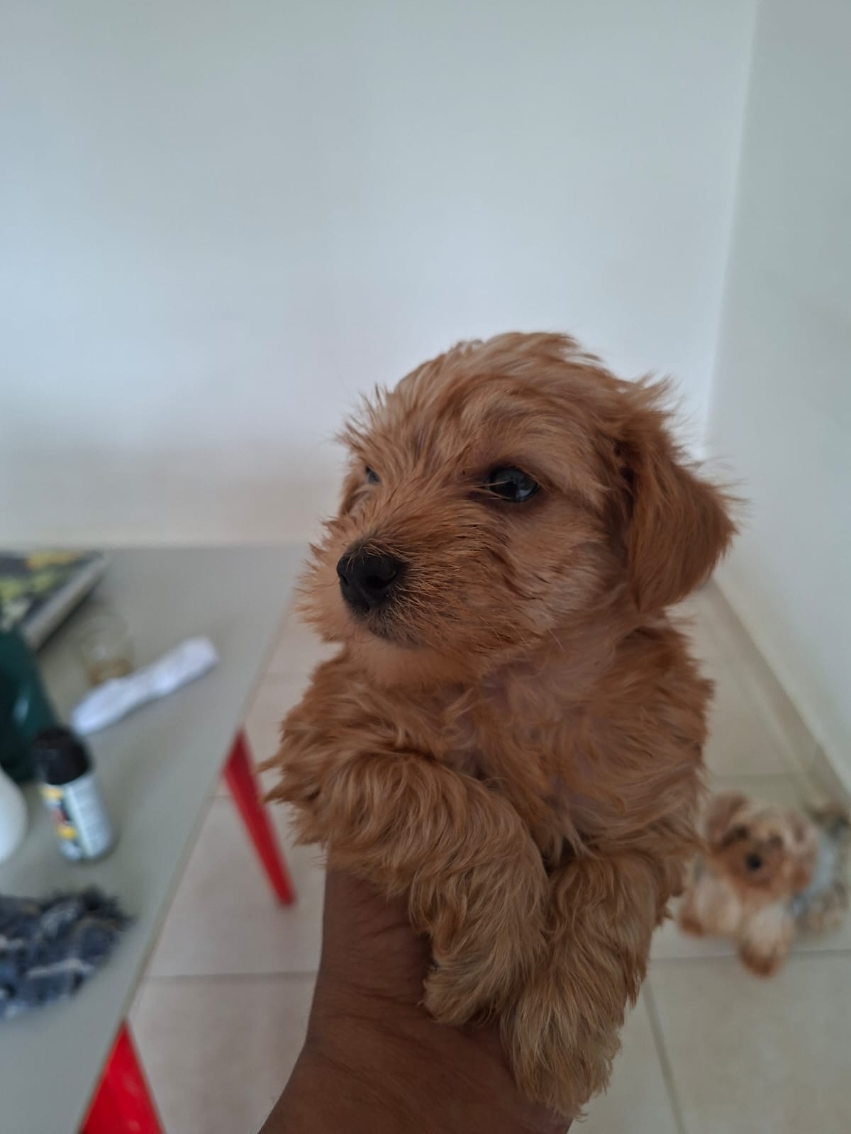 Vendo filhotes yorkshire terrier  - Foto 1
